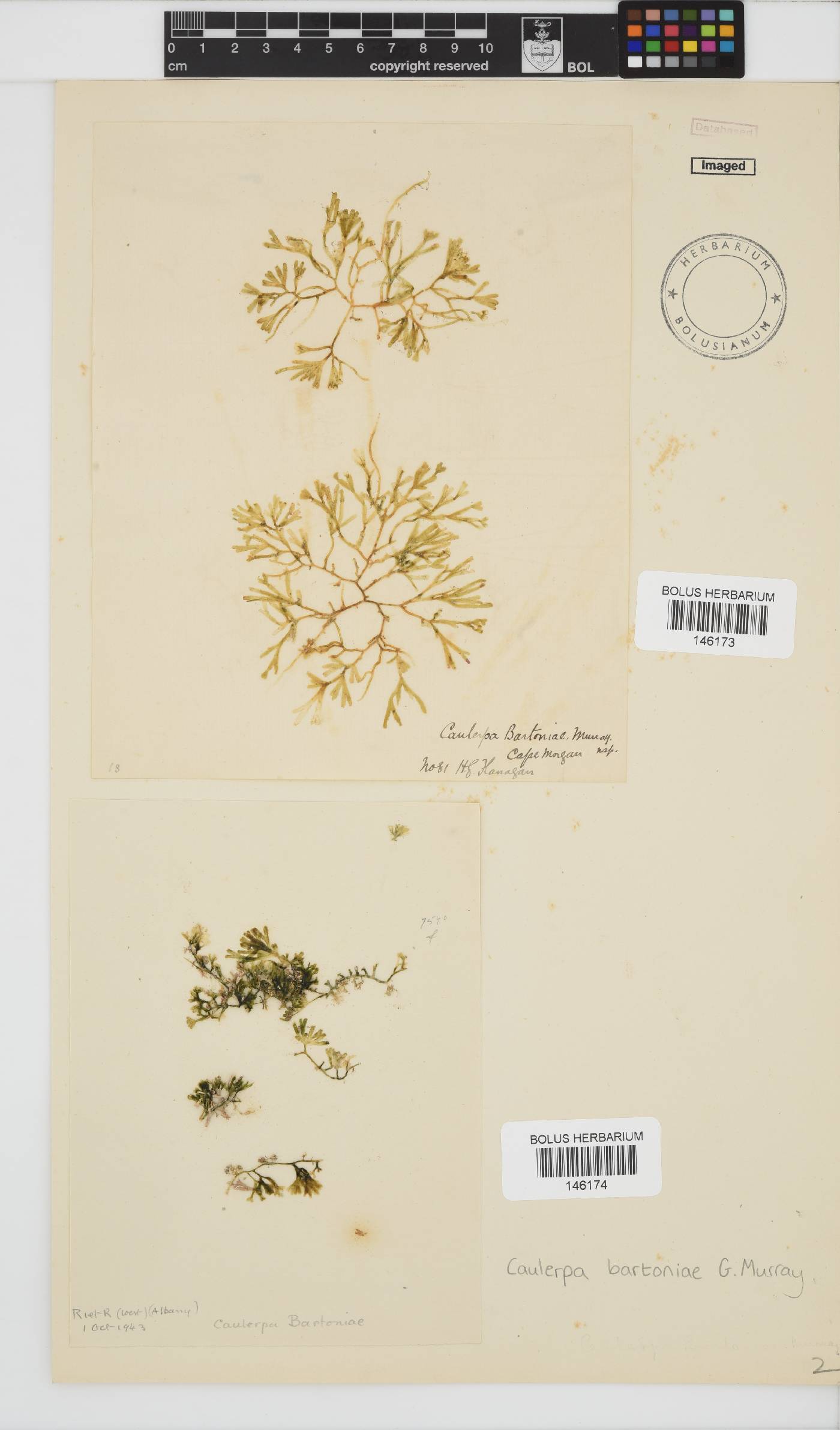 Caulerpa image
