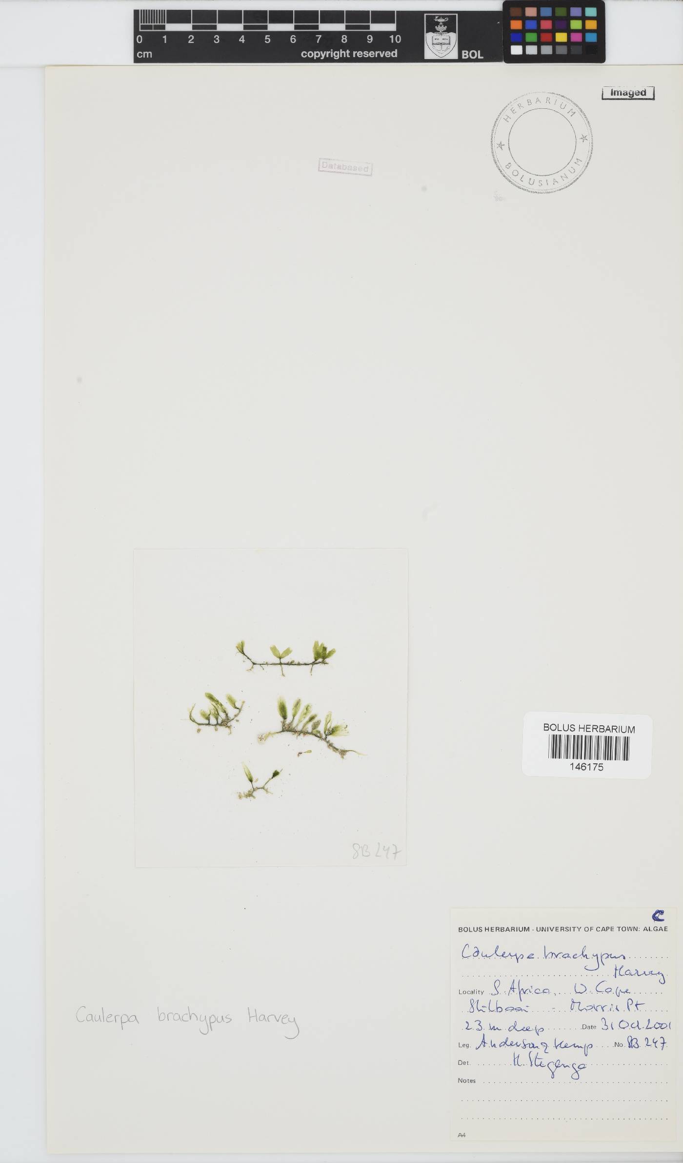 Caulerpa brachypus image