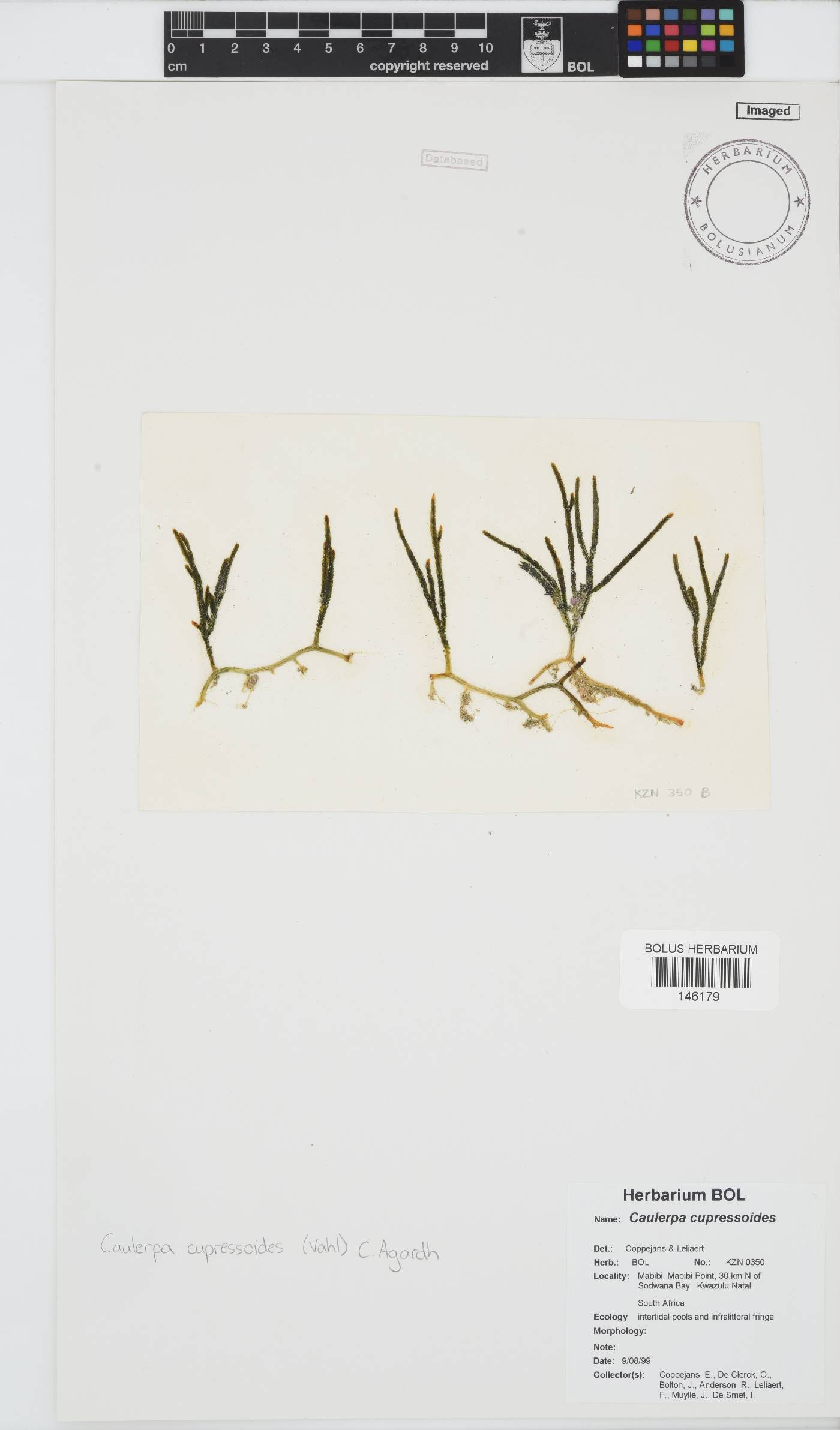Caulerpa cupressoides image