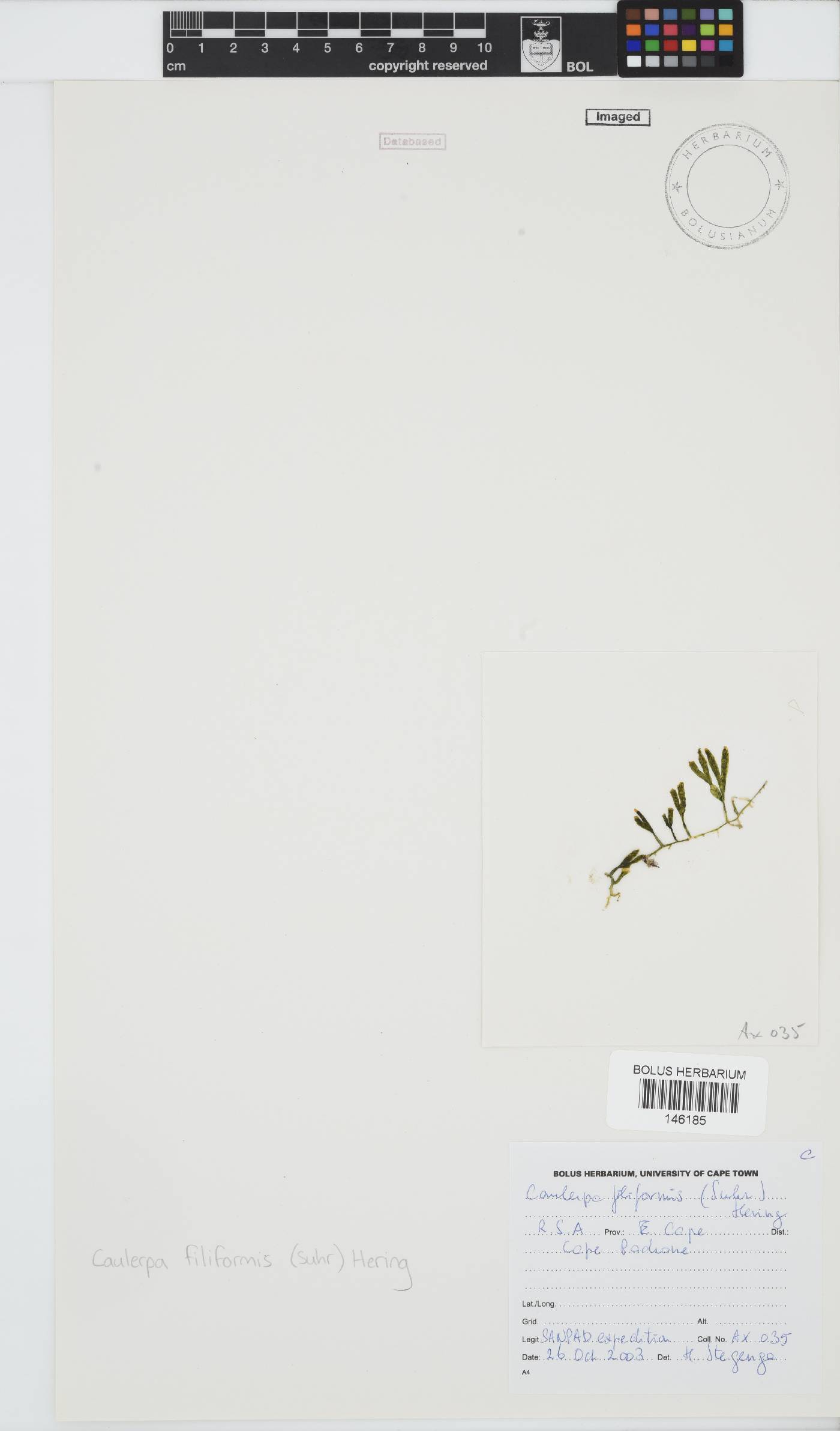 Caulerpa filiformis image