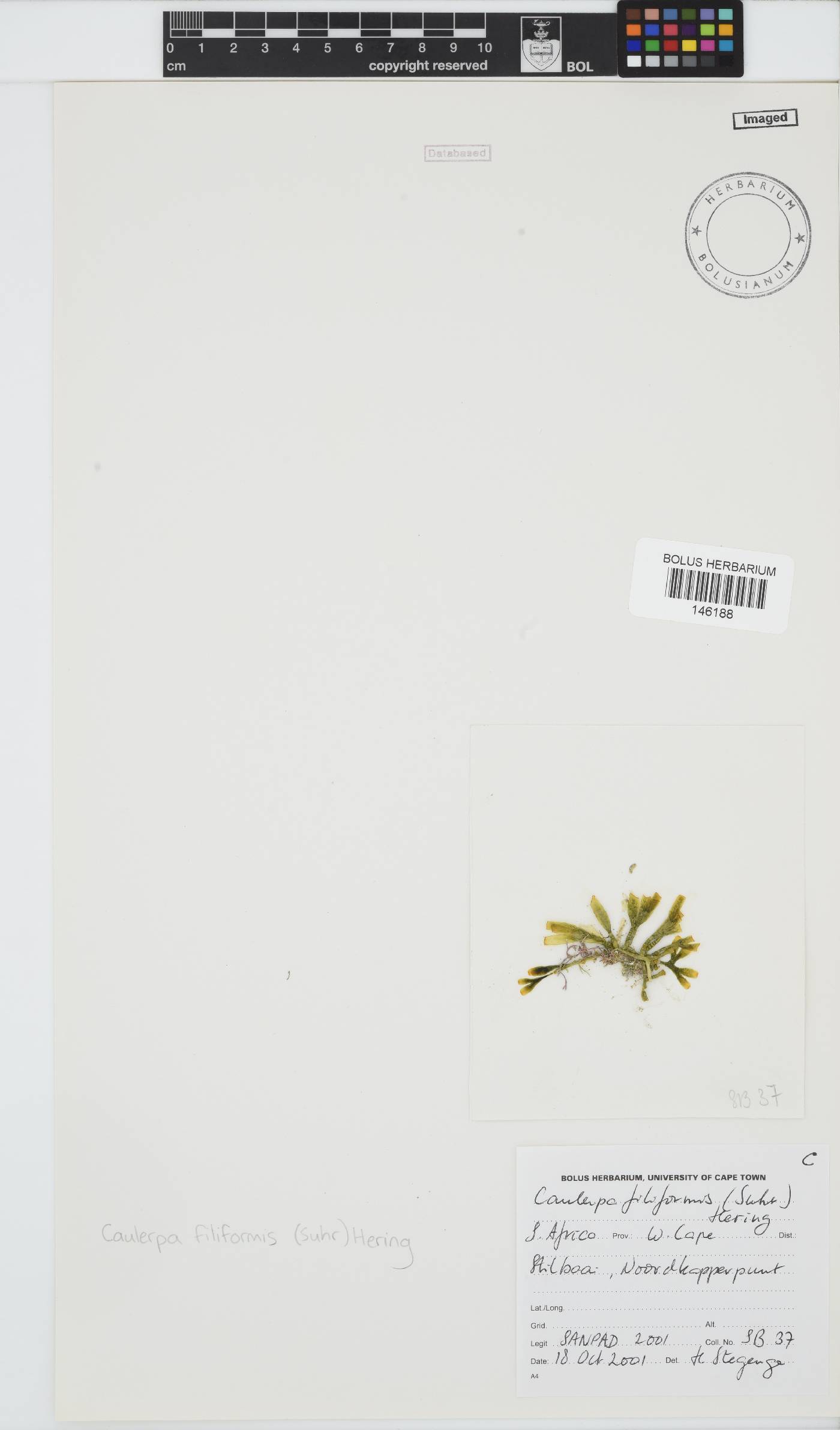 Caulerpa filiformis image