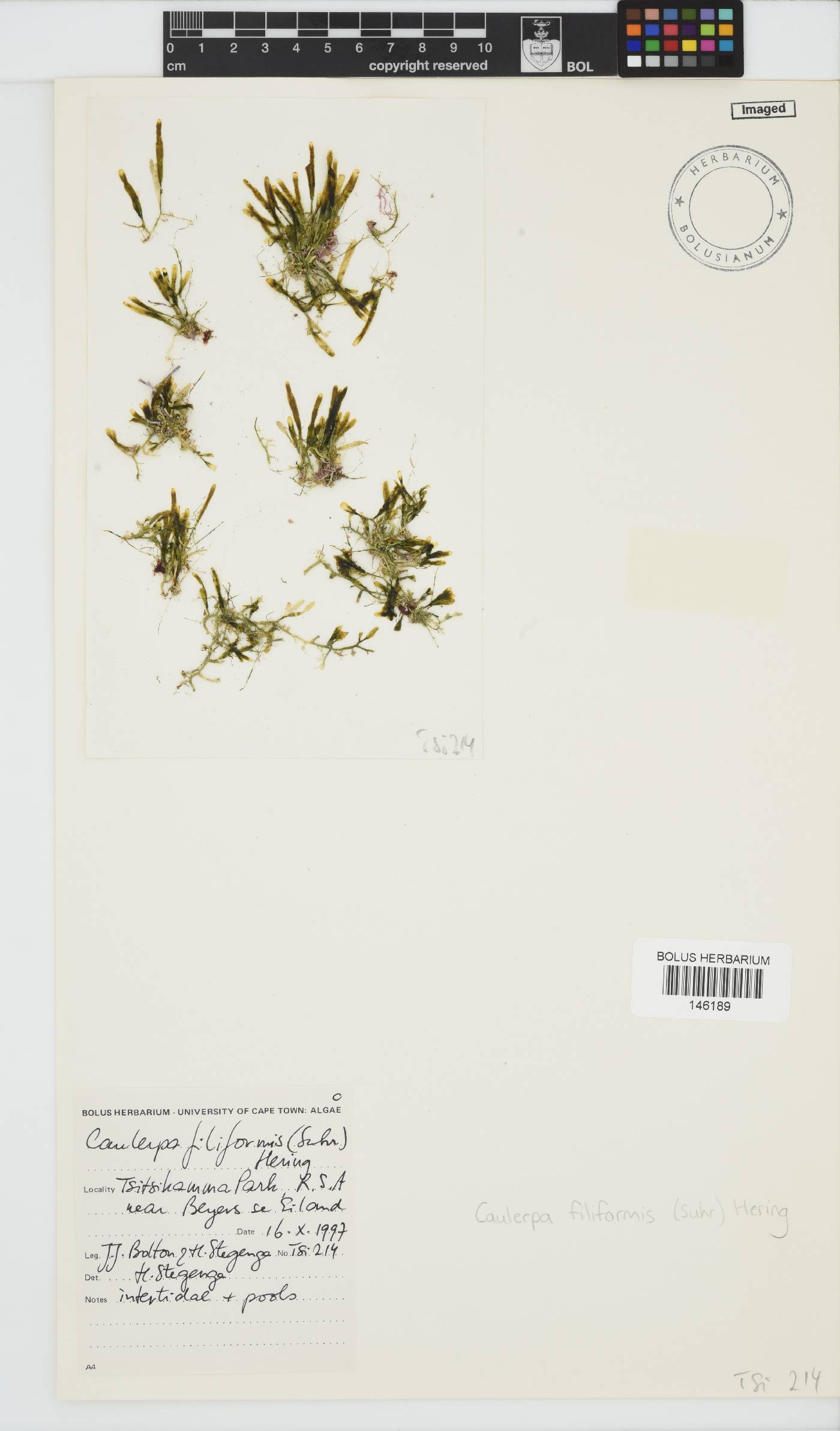 Caulerpa image