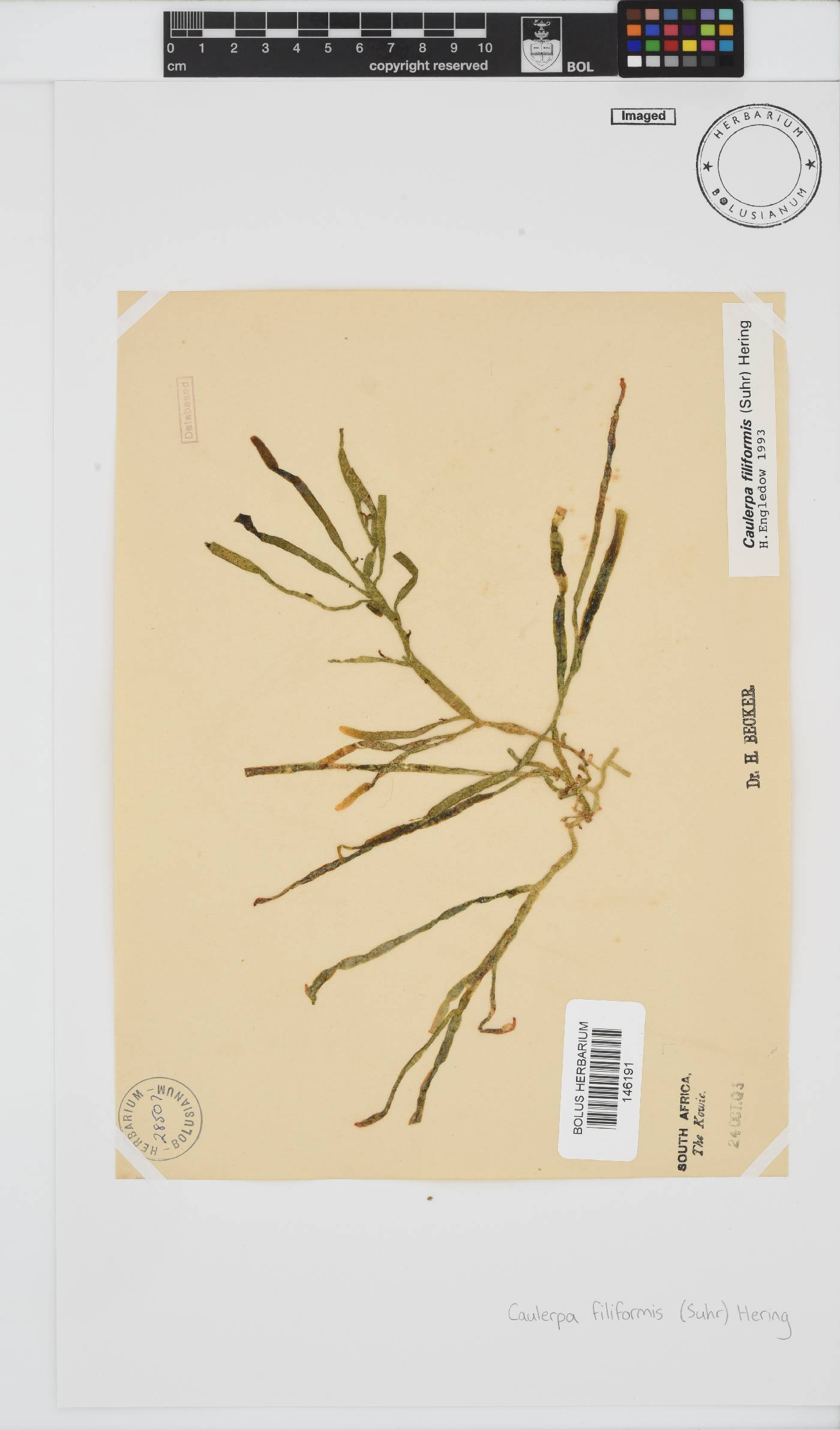 Caulerpa filiformis image