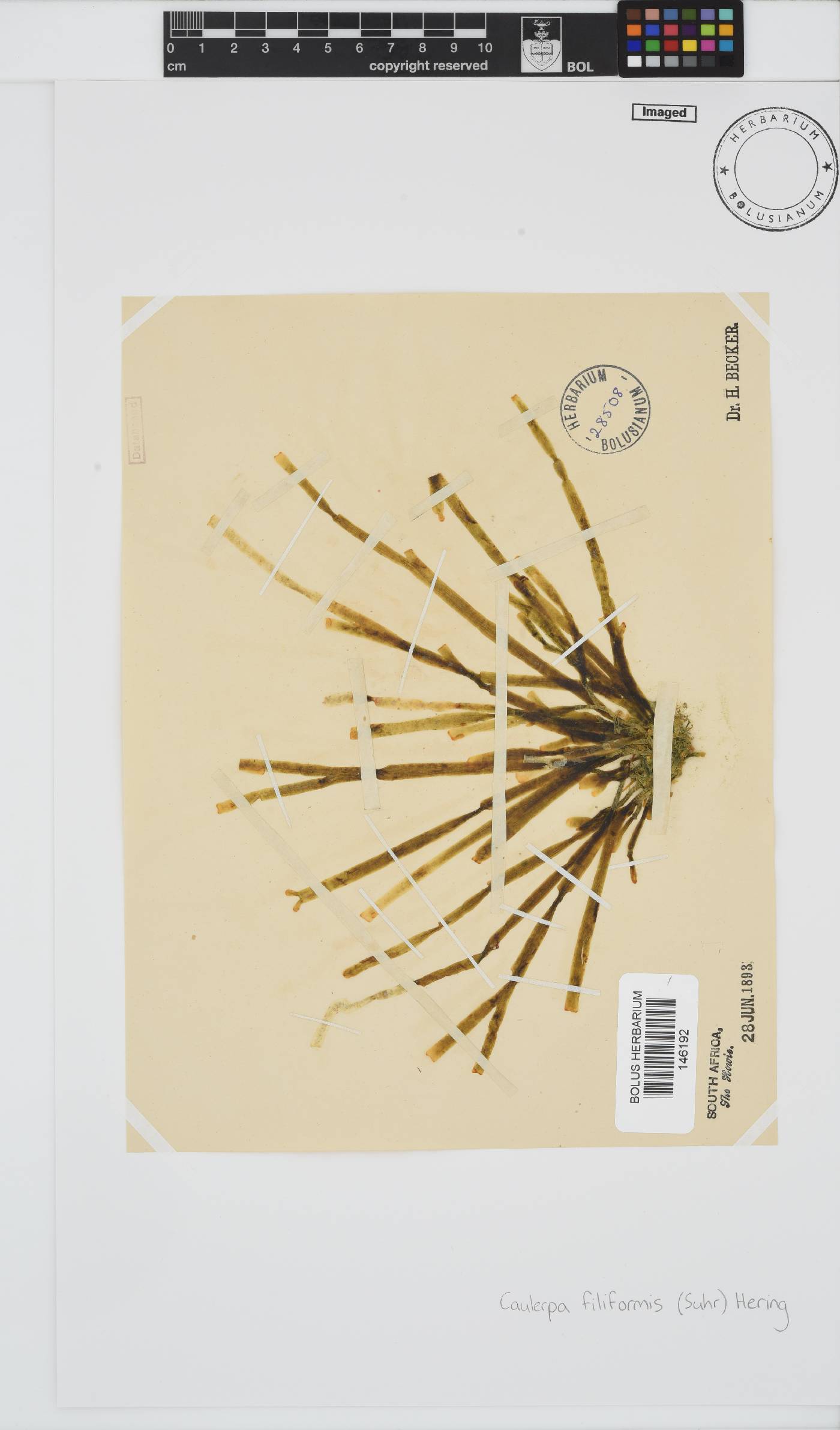 Caulerpa filiformis image