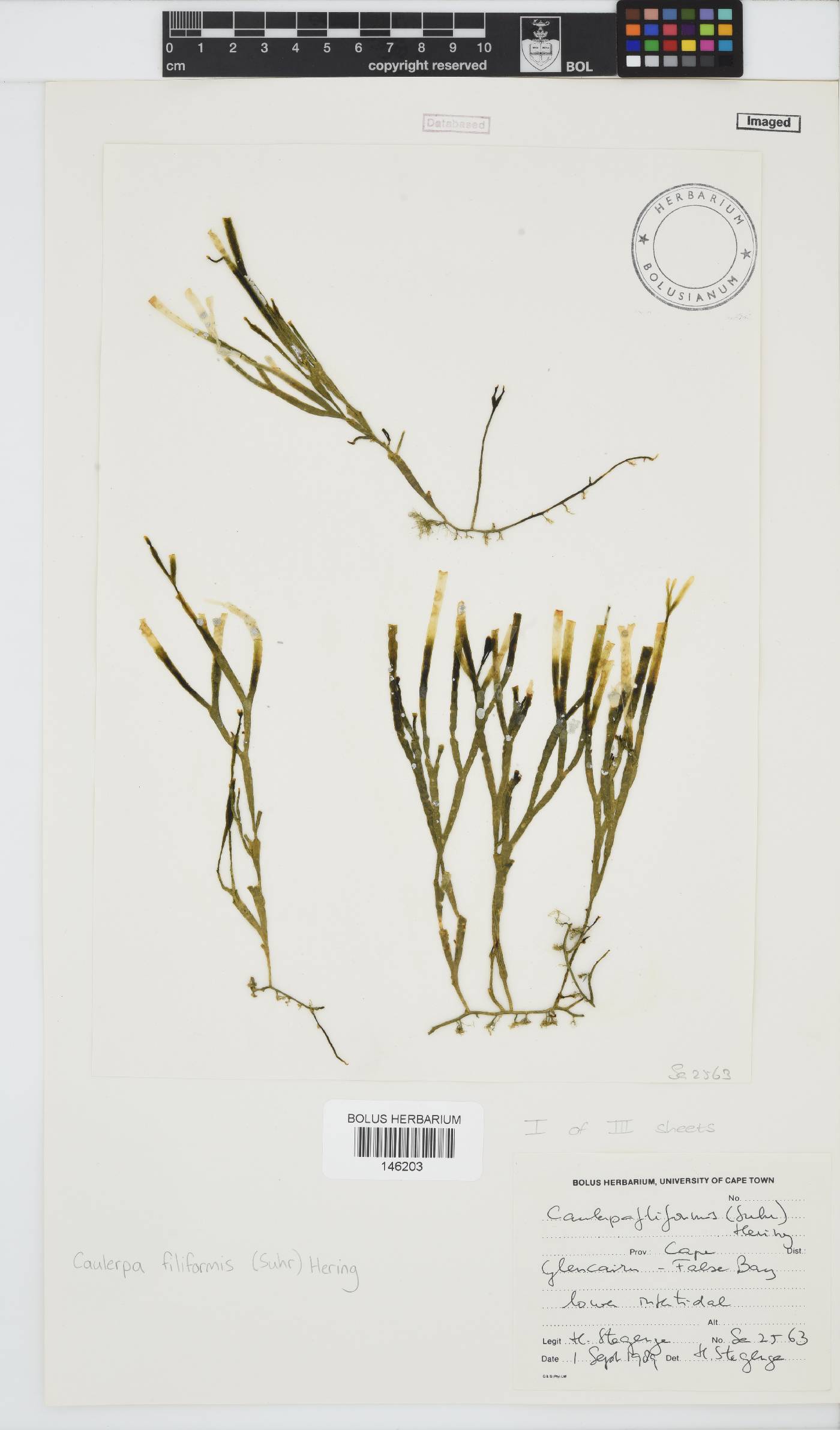 Caulerpa filiformis image