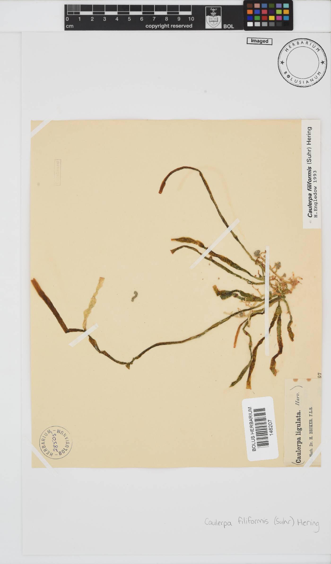 Caulerpa filiformis image