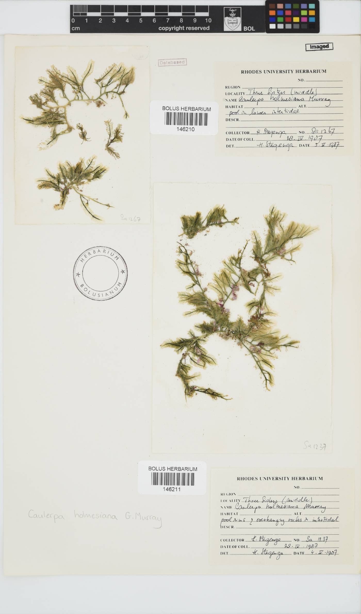 Caulerpa image