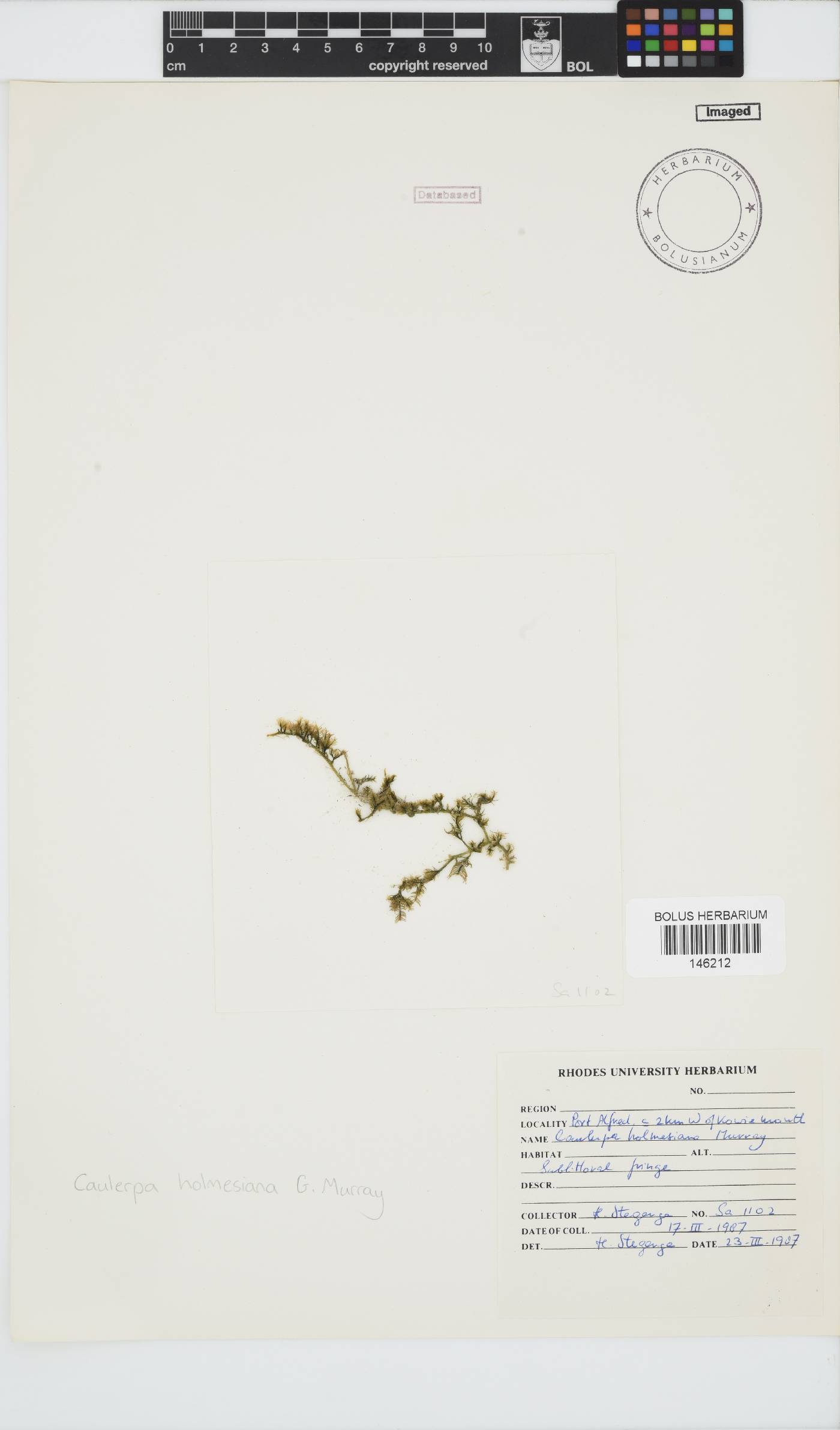 Caulerpa holmesiana image