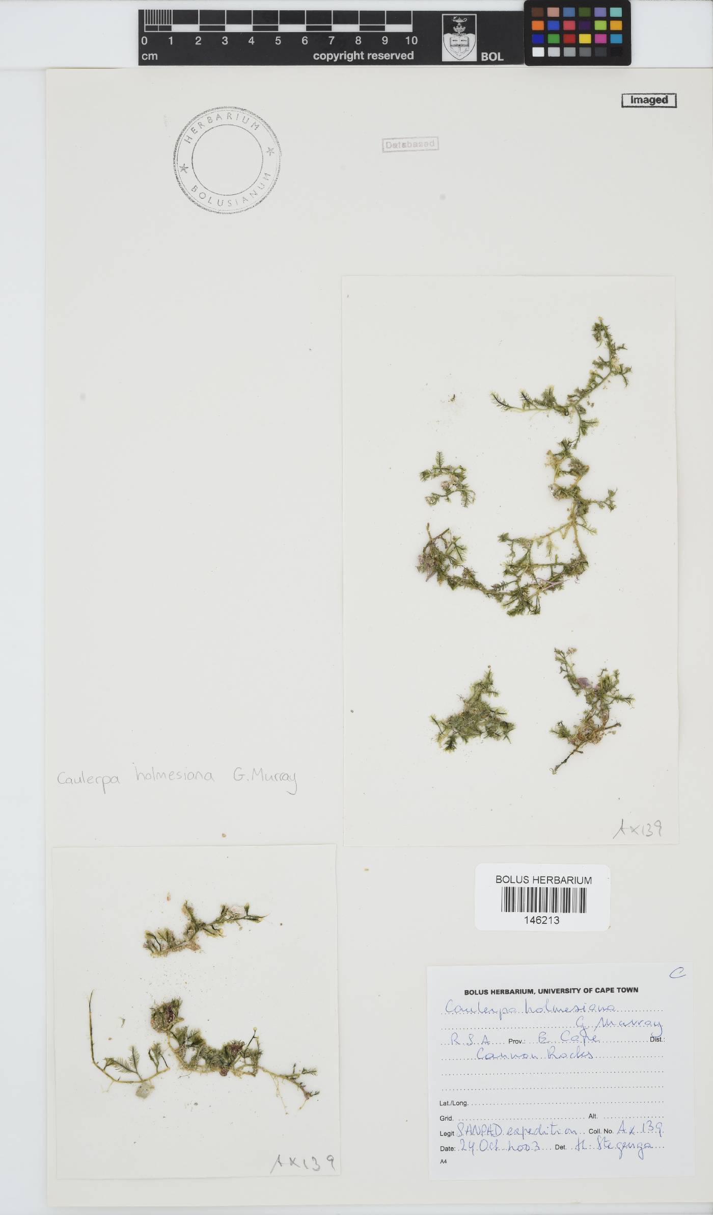 Caulerpa holmesiana image