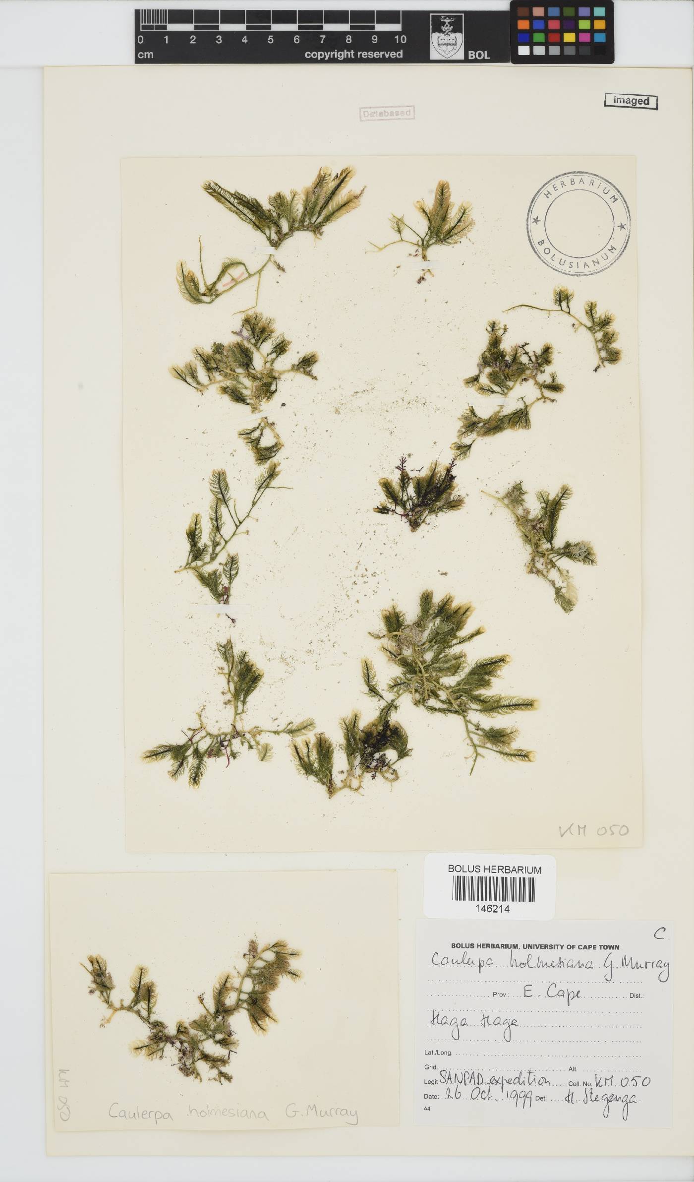 Caulerpa holmesiana image