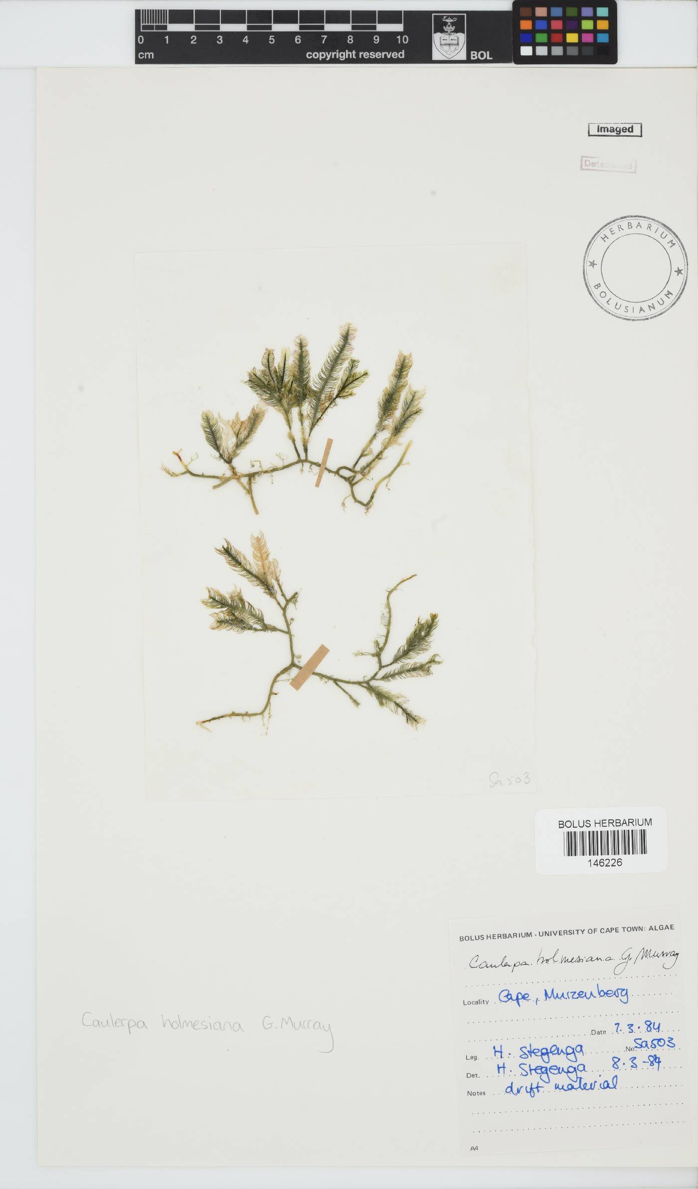 Caulerpa holmesiana image