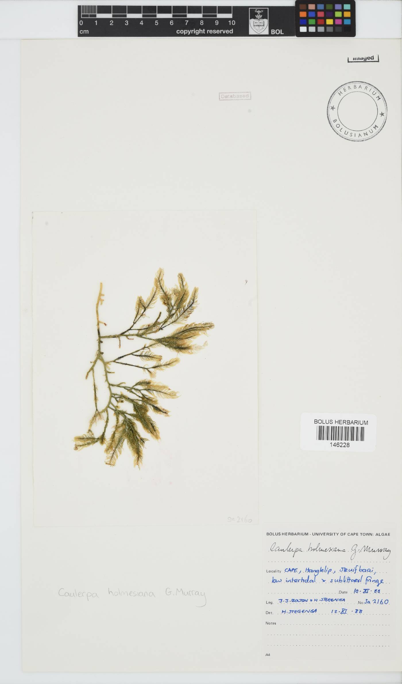 Caulerpa holmesiana image
