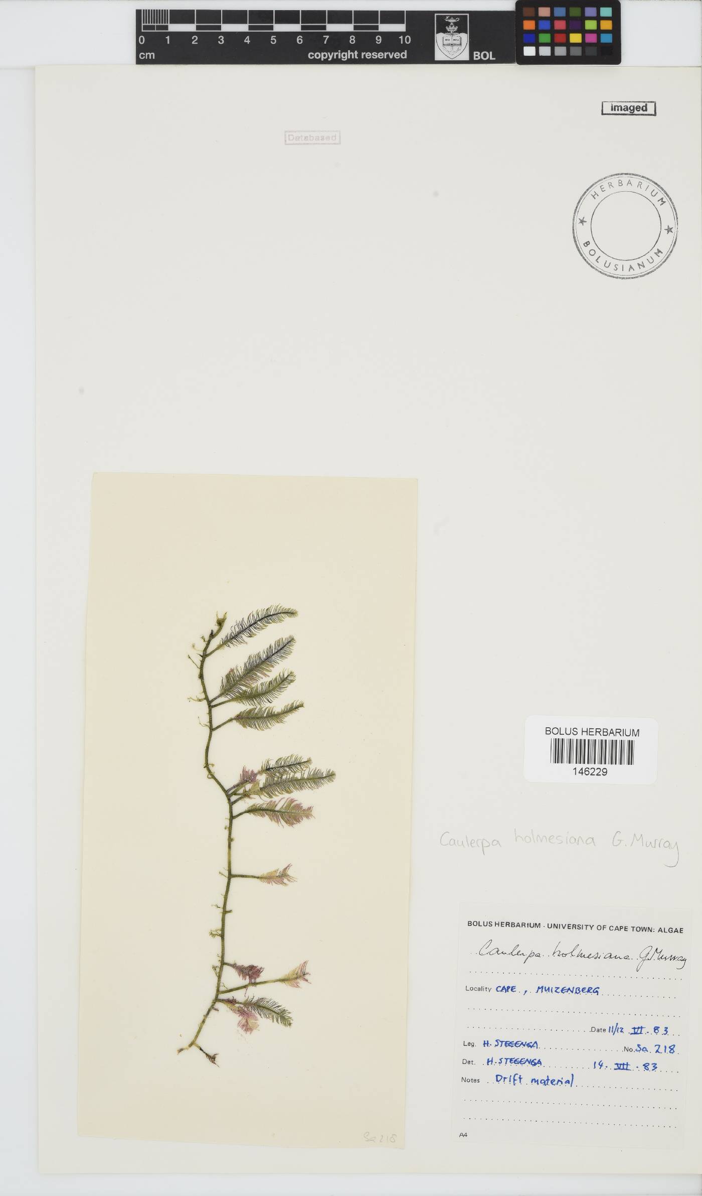Caulerpa holmesiana image