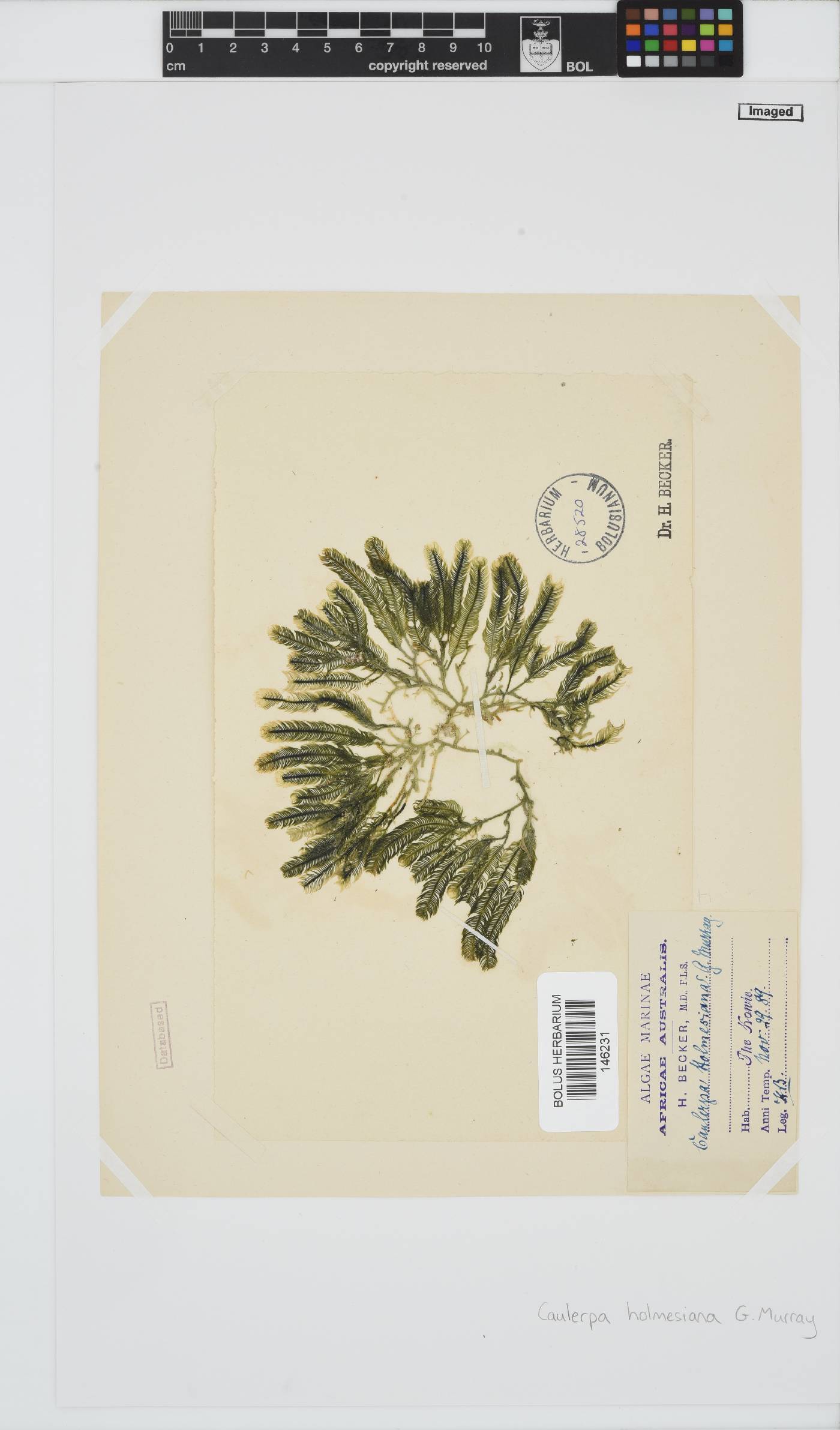 Caulerpa holmesiana image