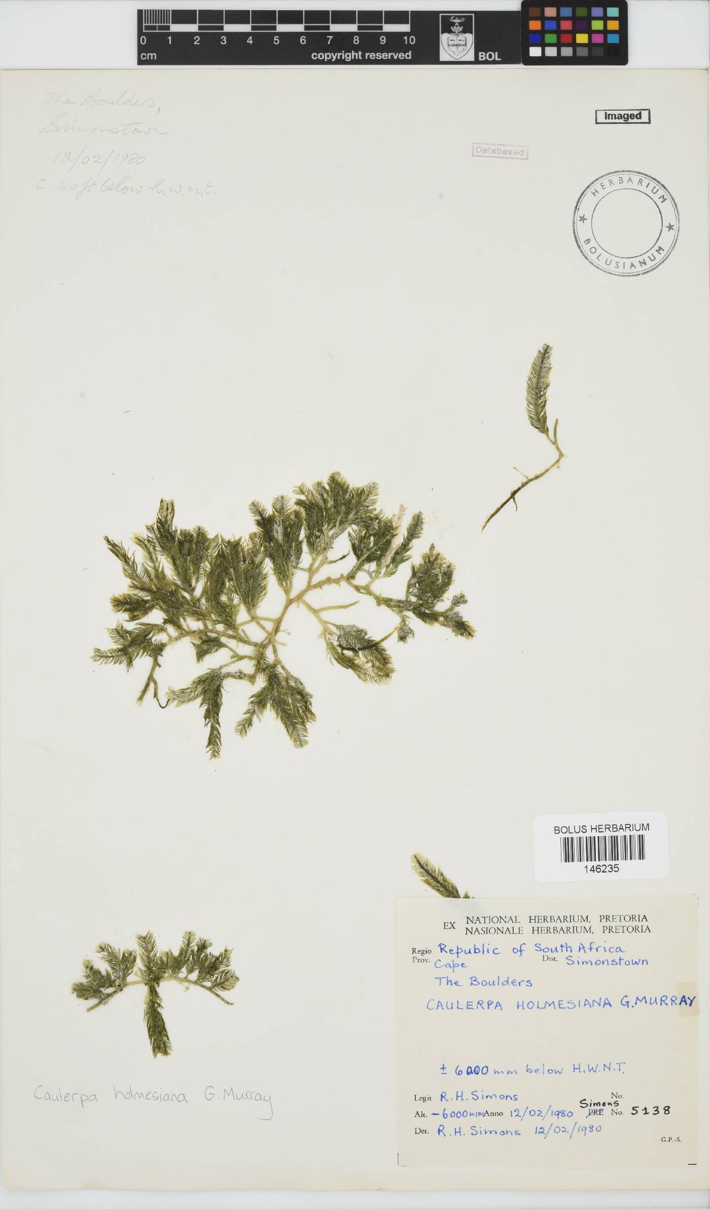 Caulerpa holmesiana image