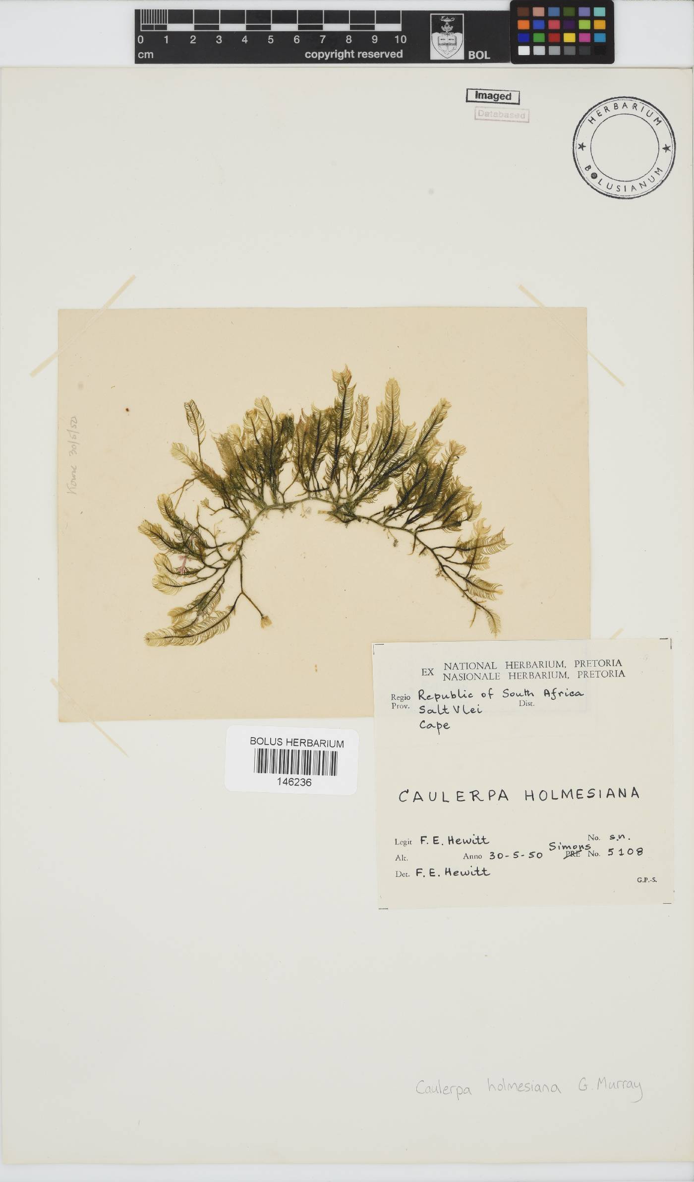 Caulerpa holmesiana image