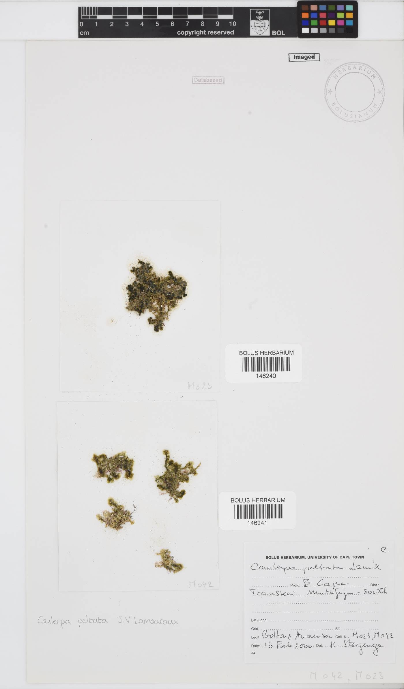 Caulerpa chemnitzia image