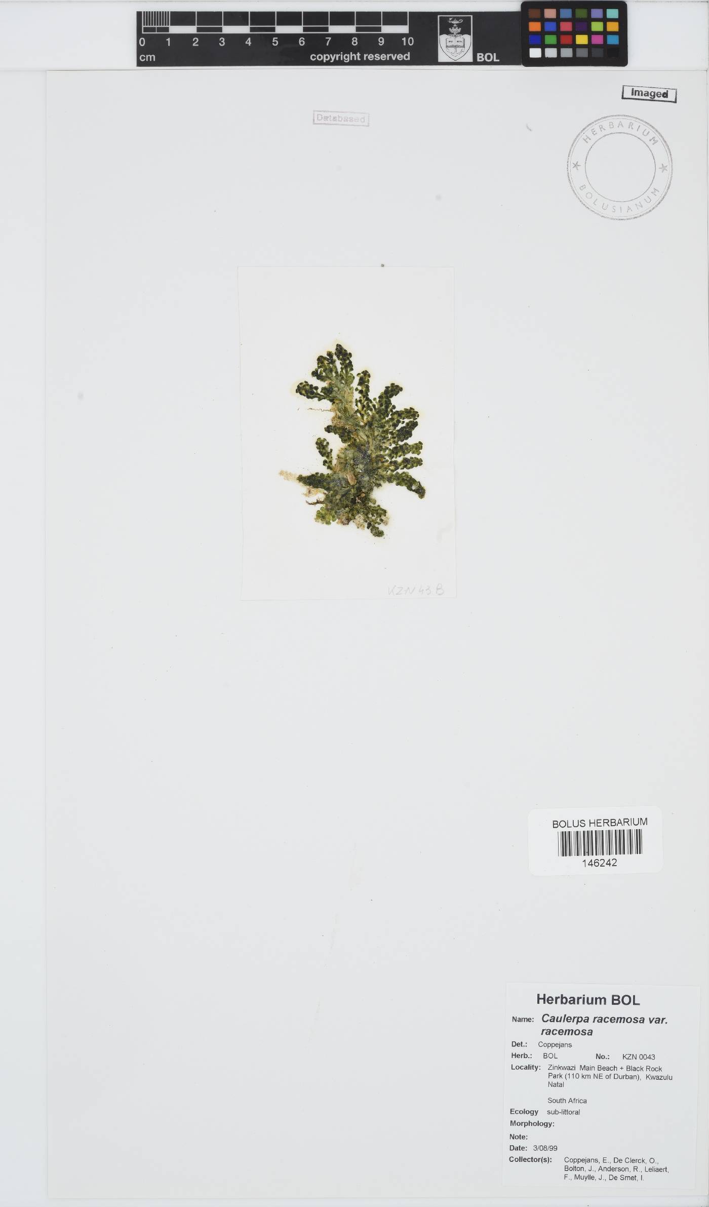 Caulerpa racemosa var. racemosa image