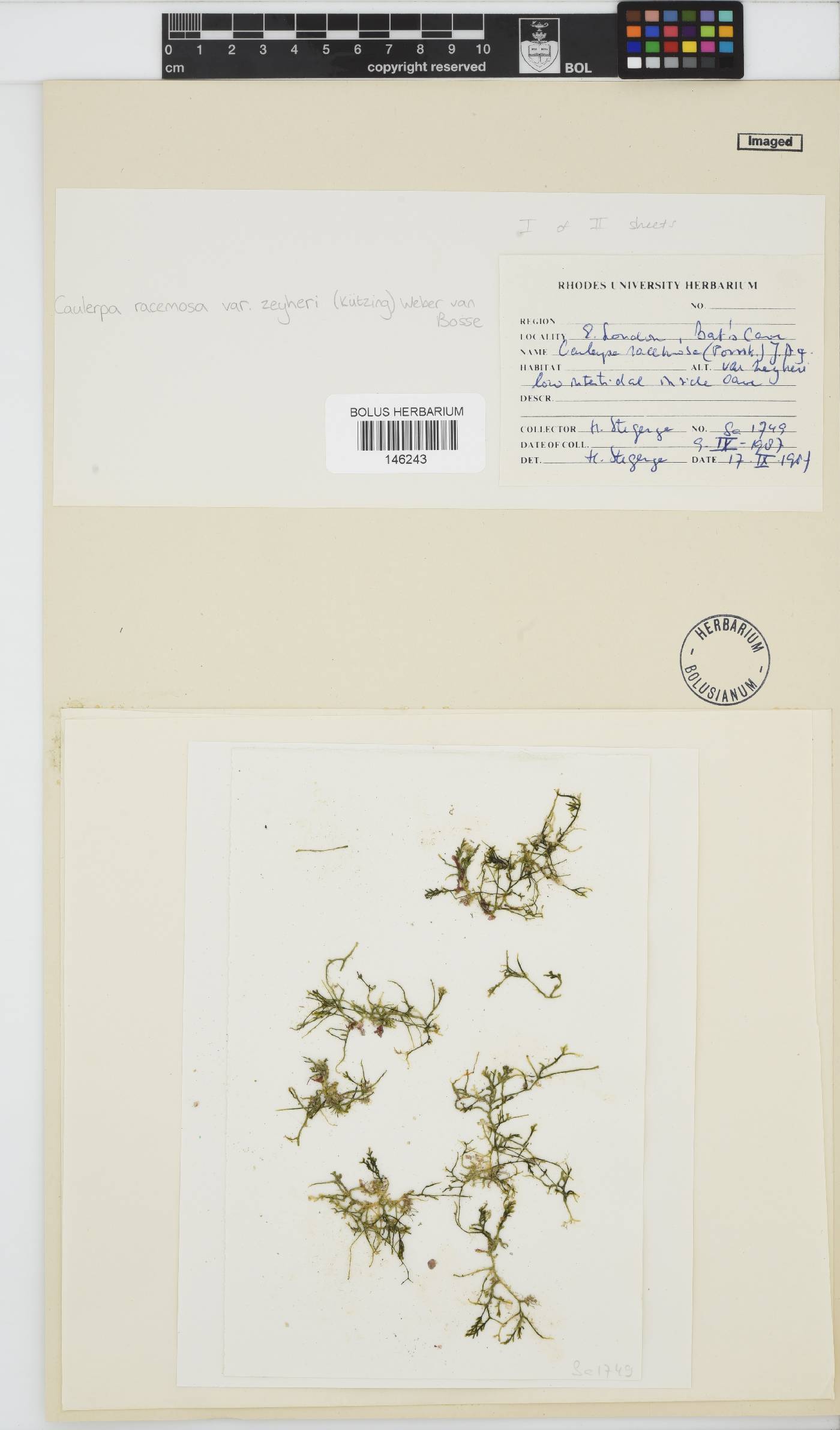 Caulerpaceae image