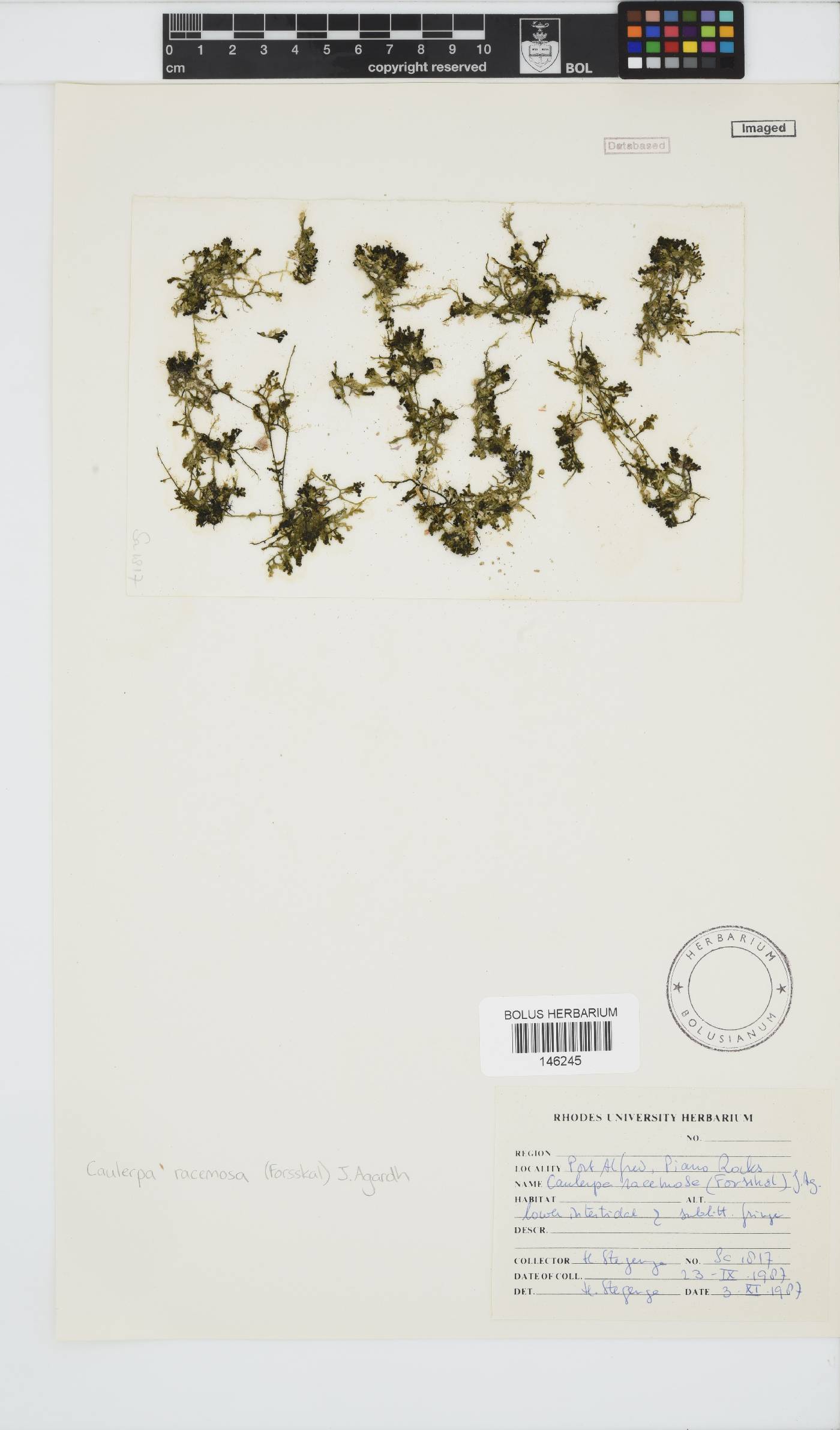 Caulerpa racemosa image