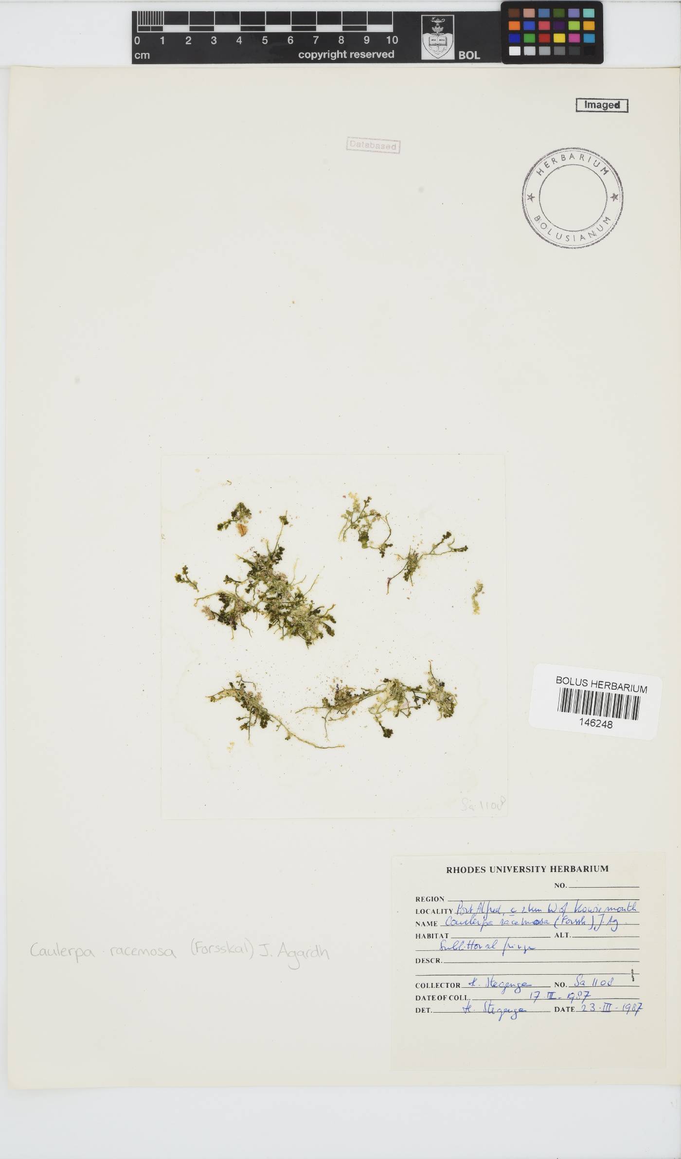 Caulerpa racemosa image