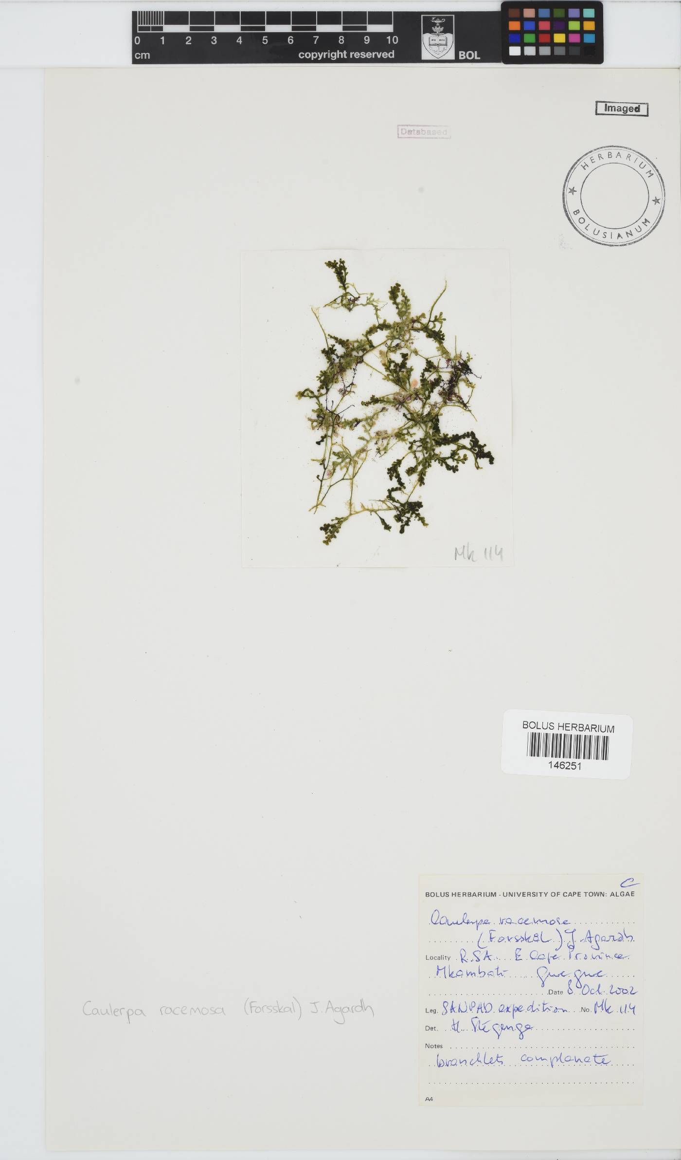 Caulerpa racemosa image