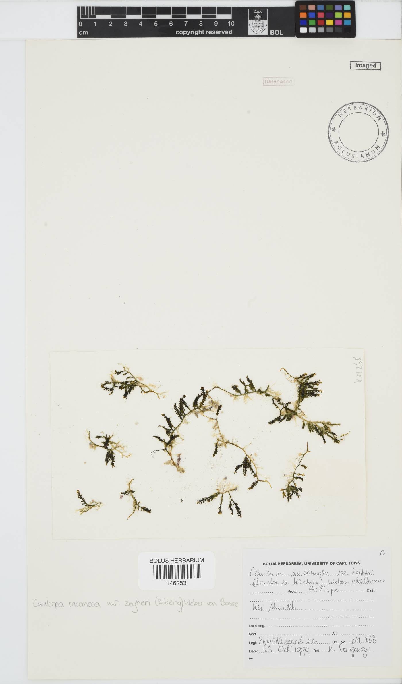 Caulerpa zeyheri image
