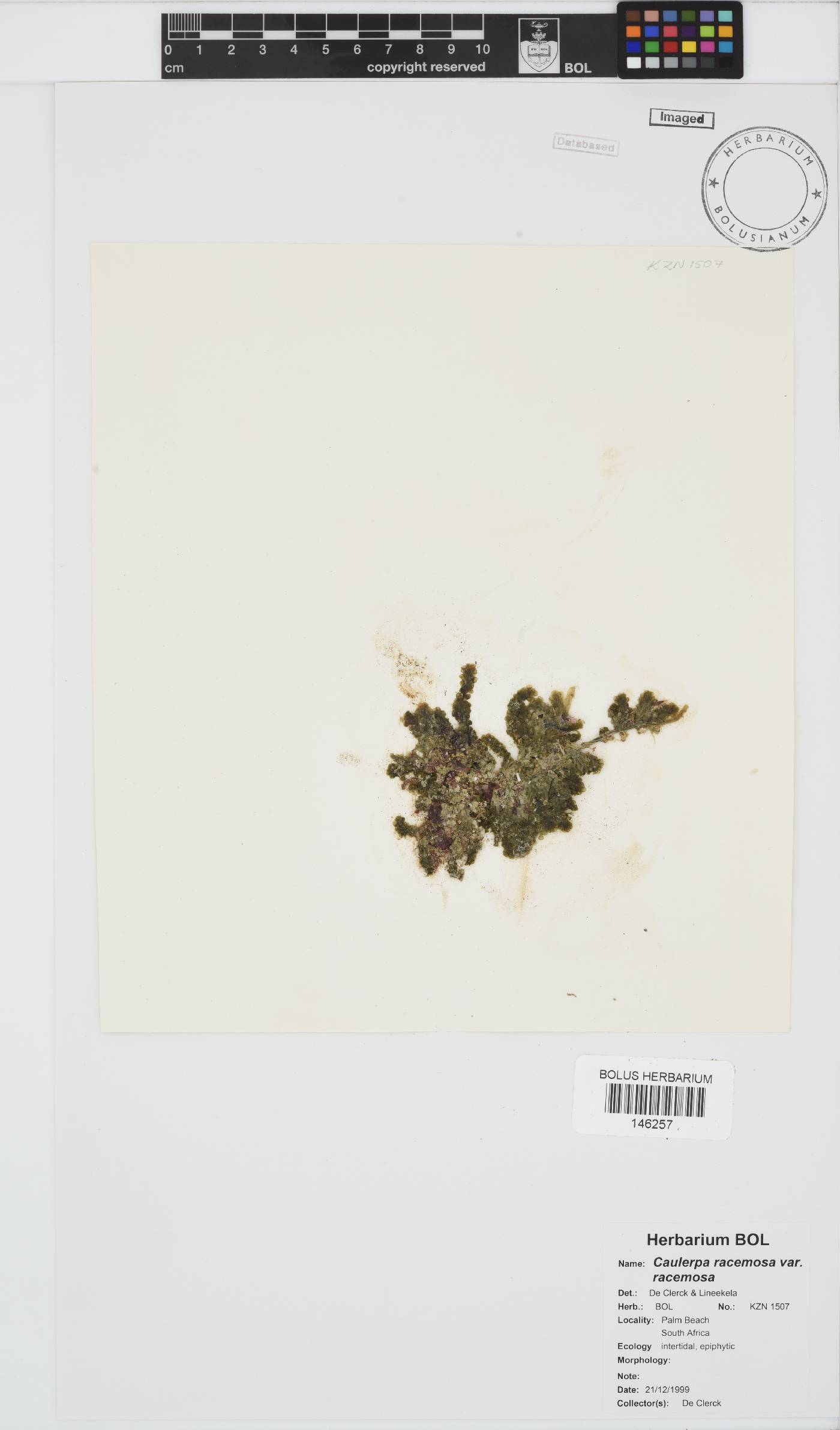 Caulerpa racemosa var. racemosa image