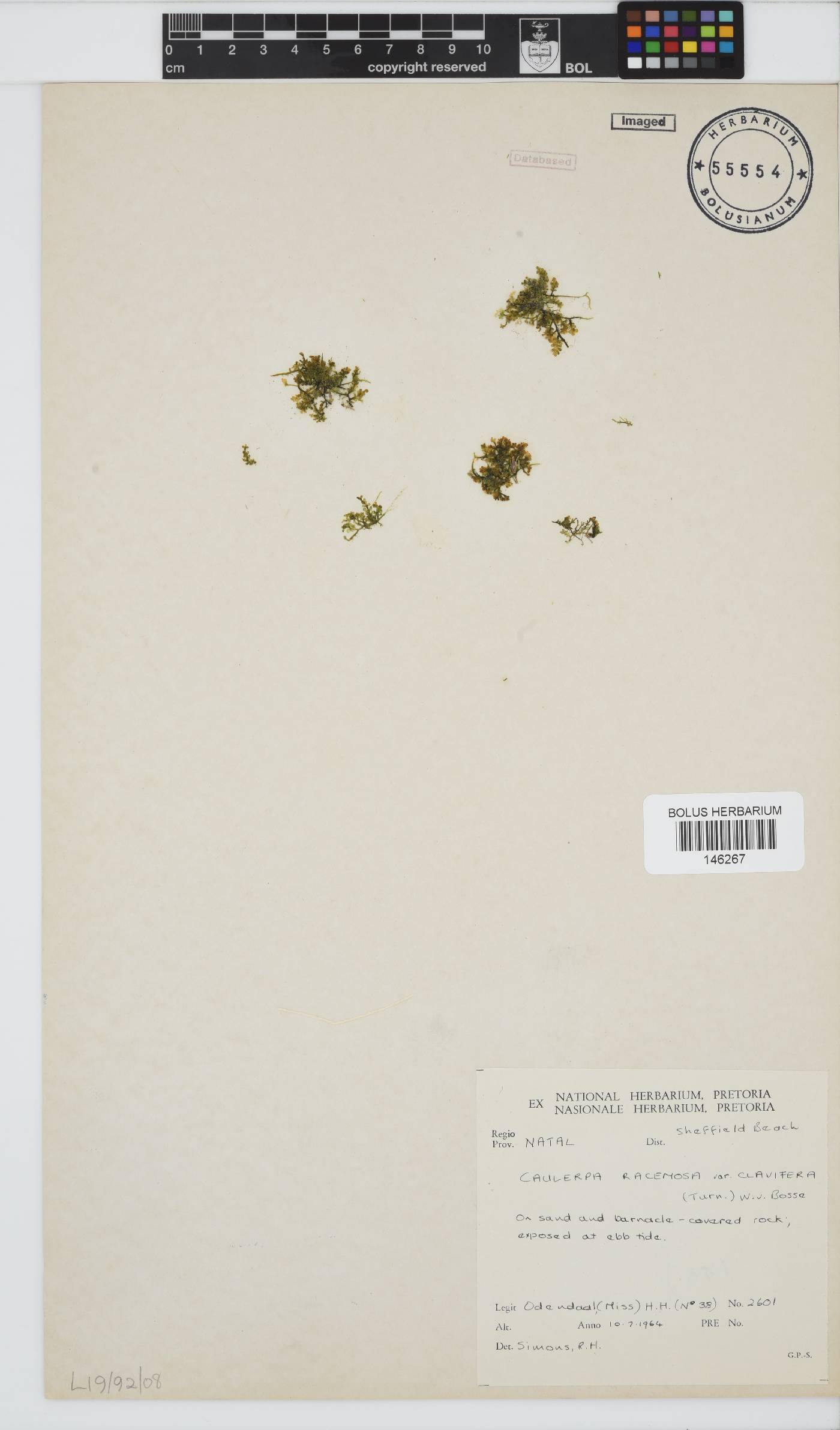Caulerpa chemnitzia image
