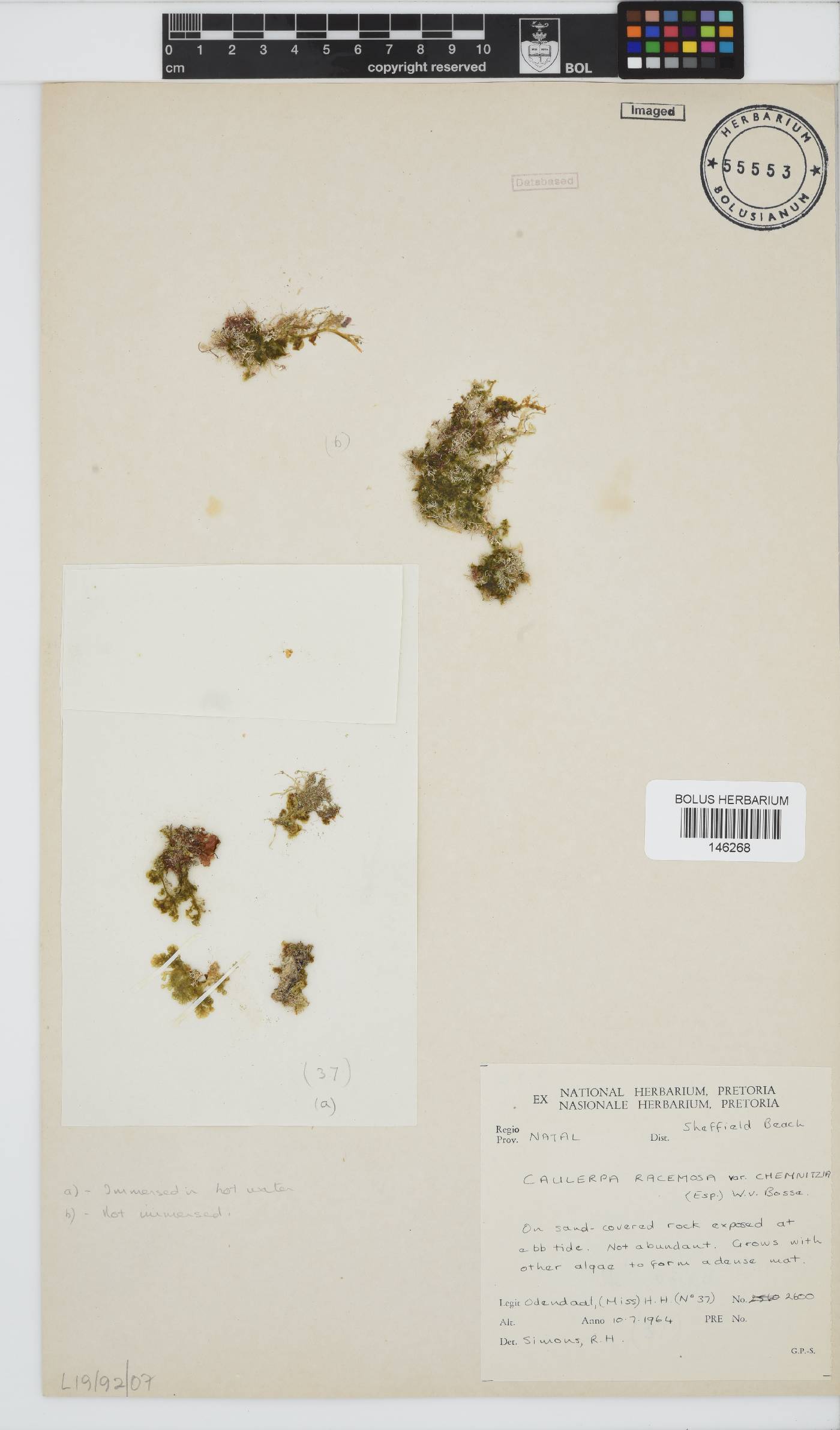 Caulerpa chemnitzia image