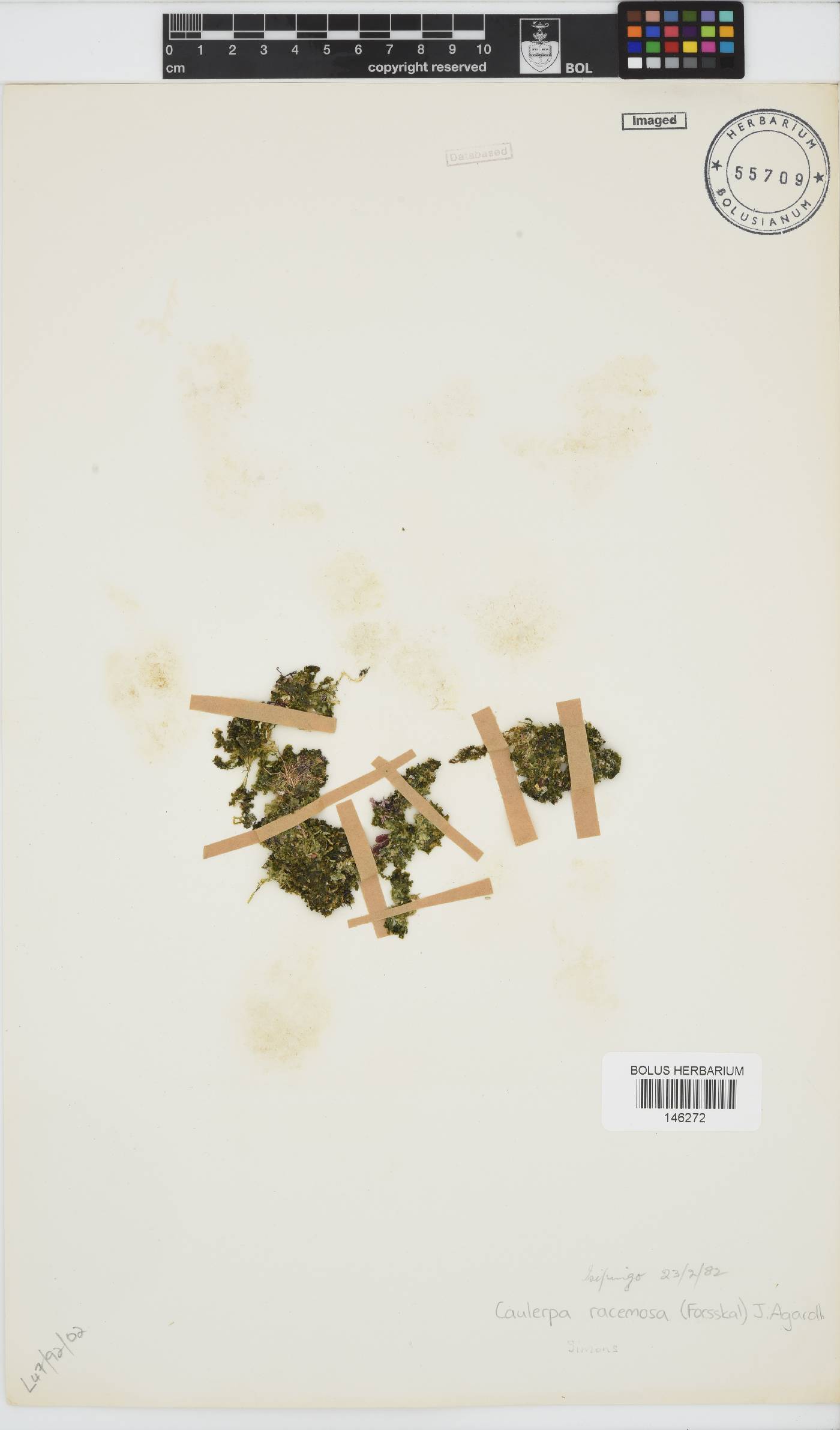 Caulerpa racemosa image