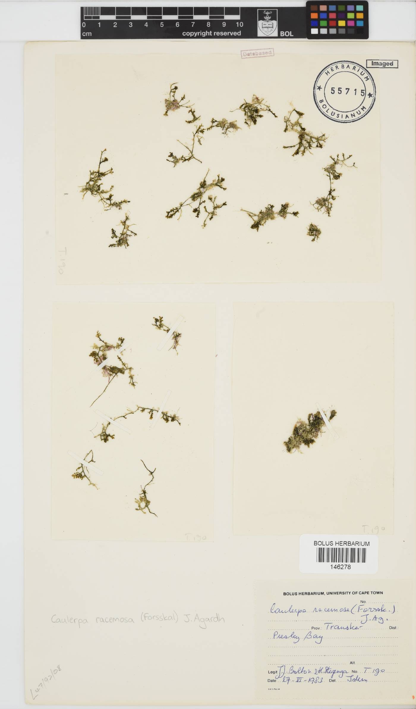 Caulerpa racemosa image