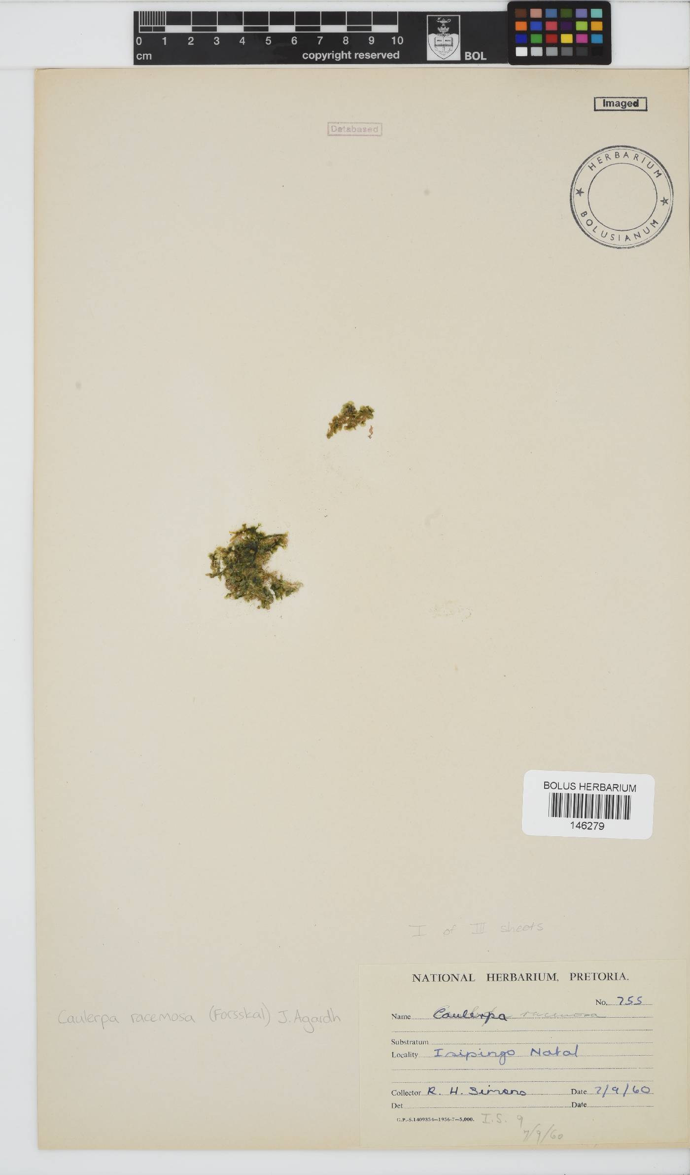 Caulerpa racemosa image
