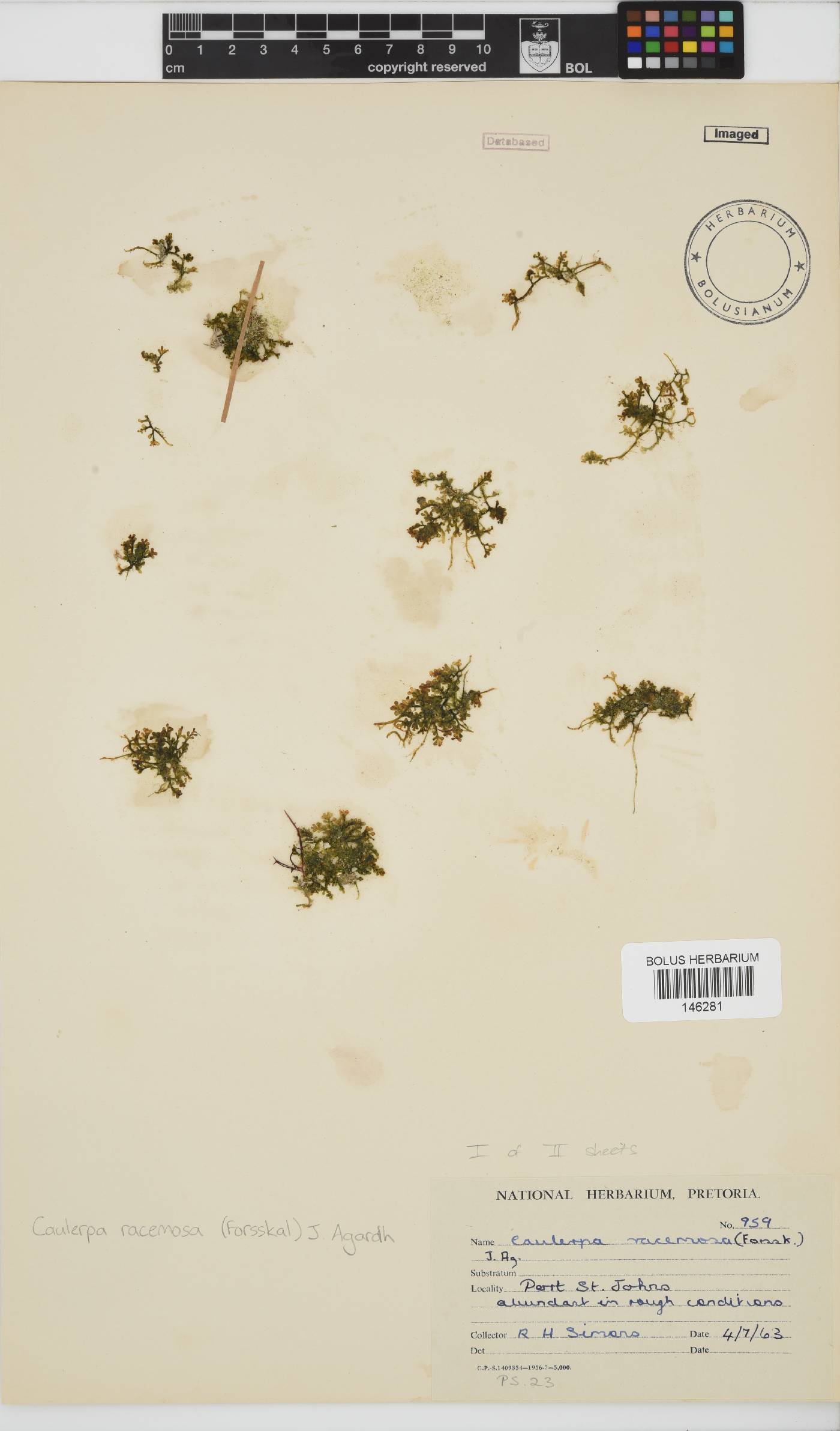 Caulerpa racemosa image