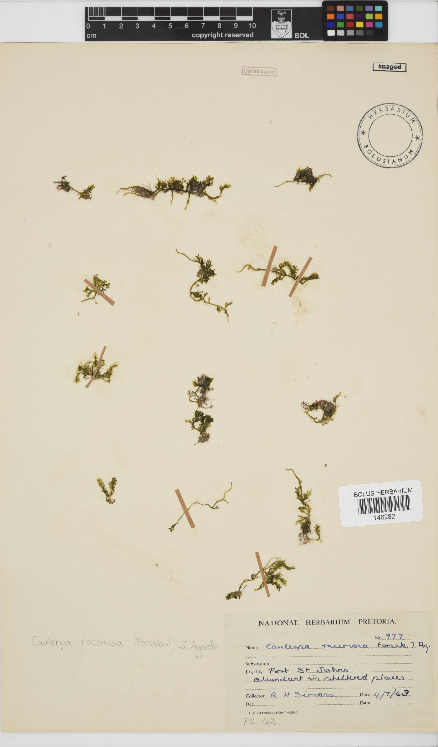 Caulerpa racemosa image