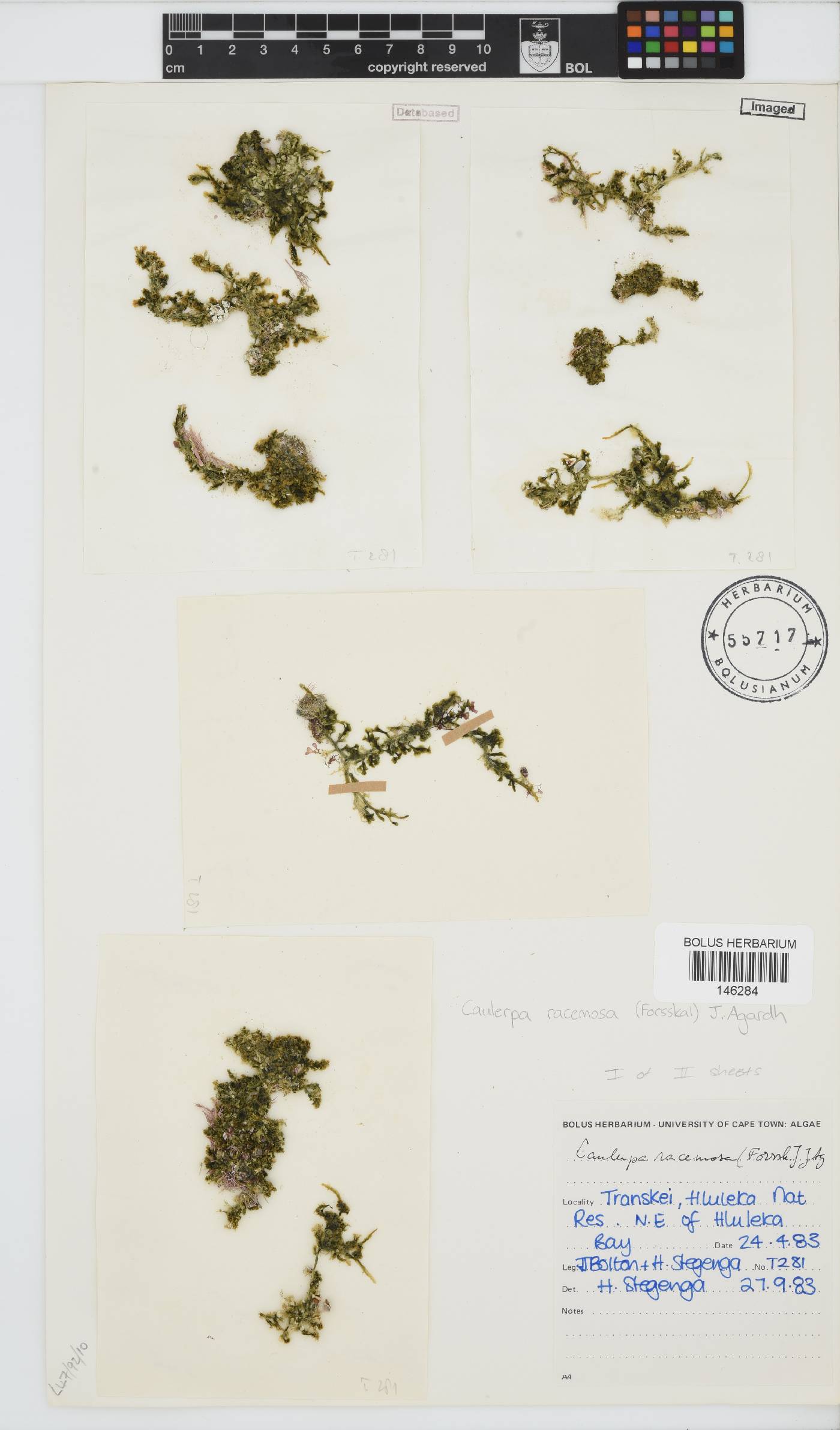 Caulerpa racemosa image