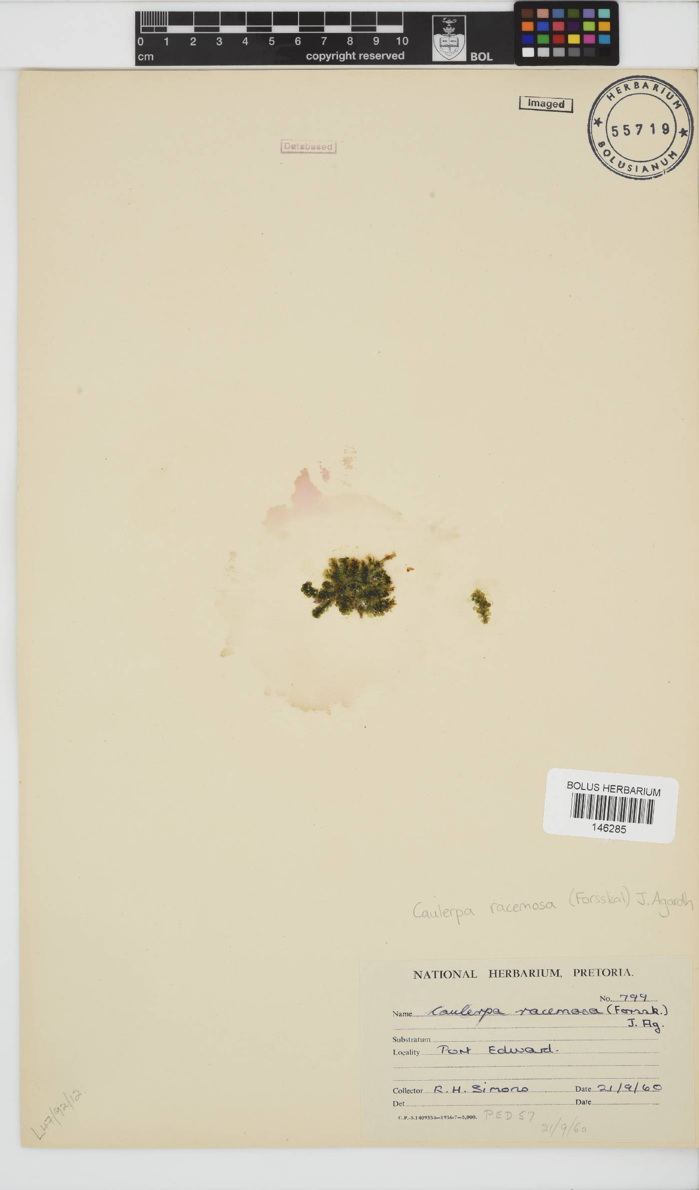 Caulerpa racemosa image