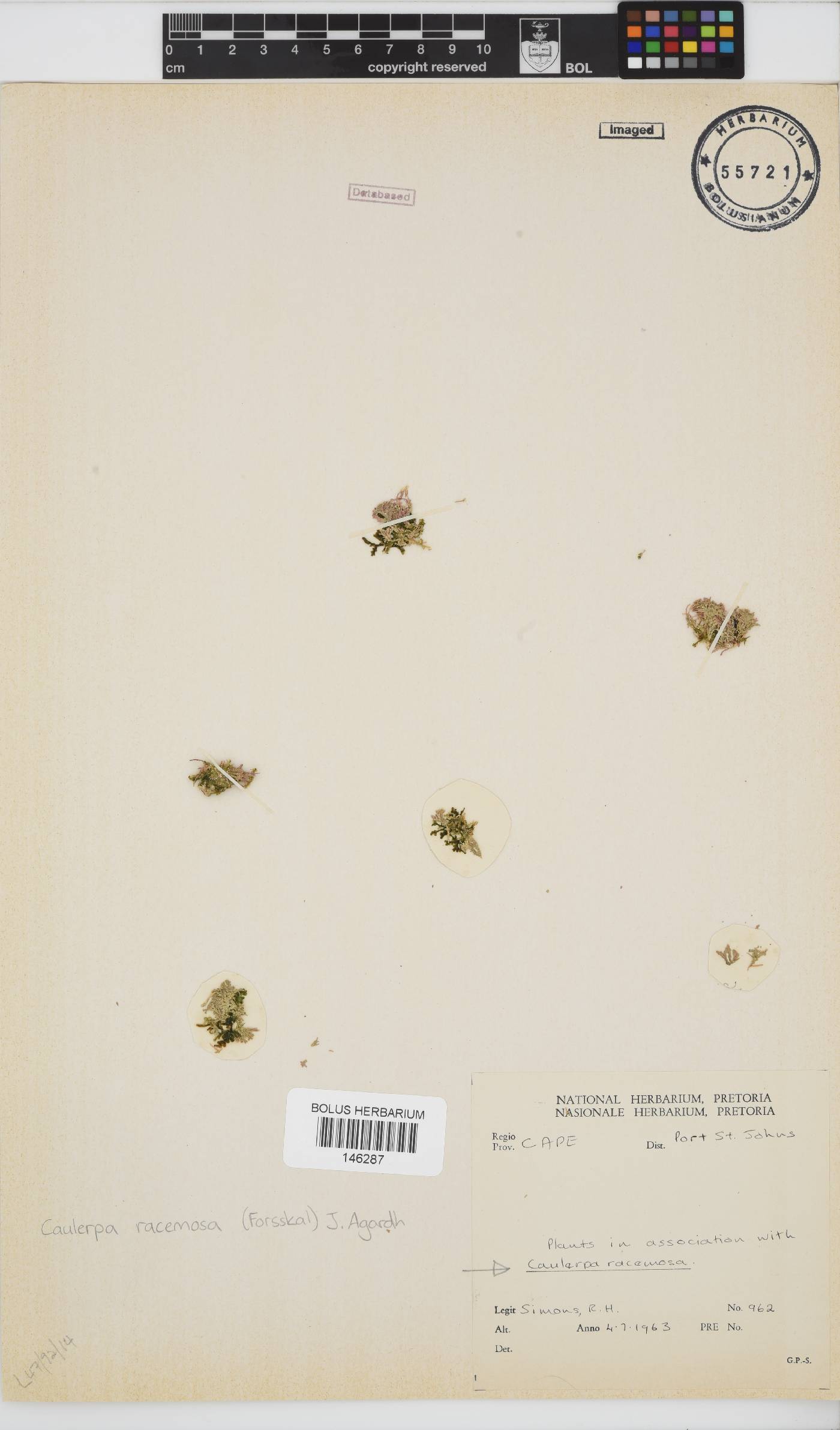 Caulerpa racemosa image