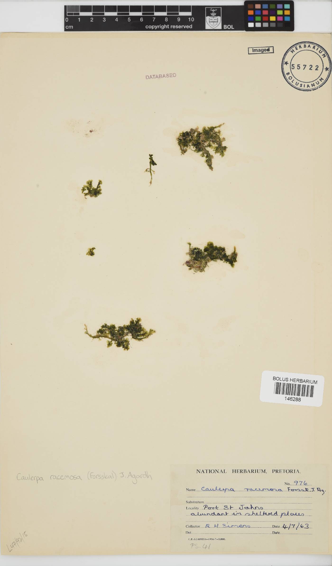 Caulerpa racemosa image