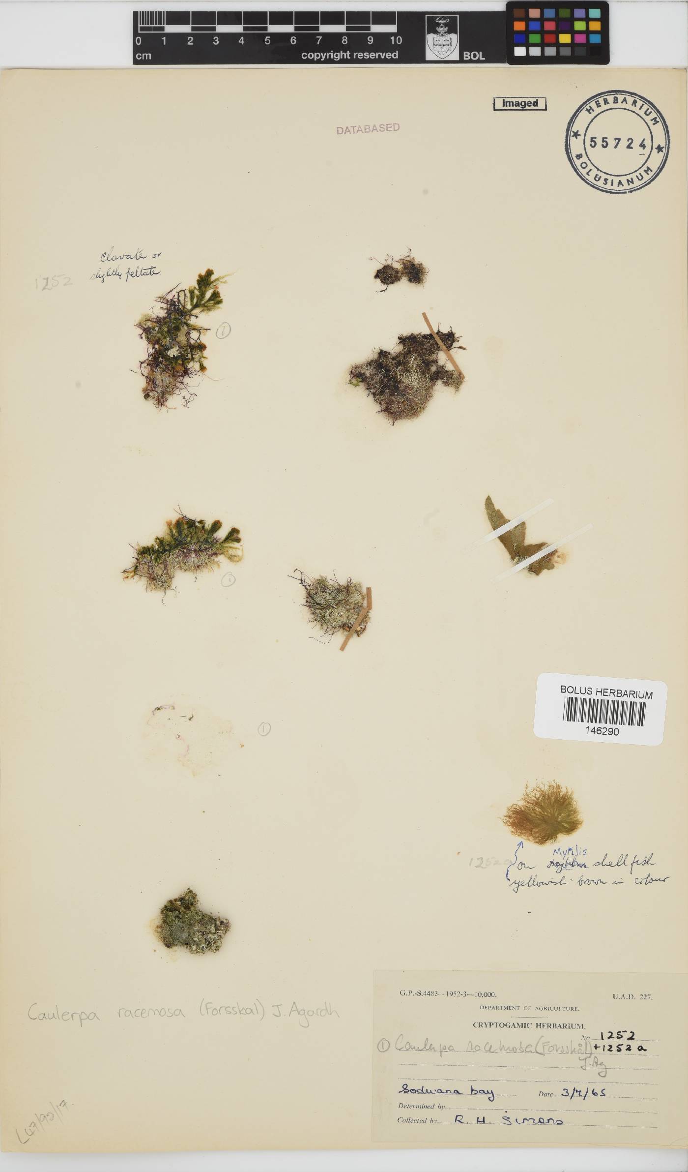 Caulerpa racemosa image