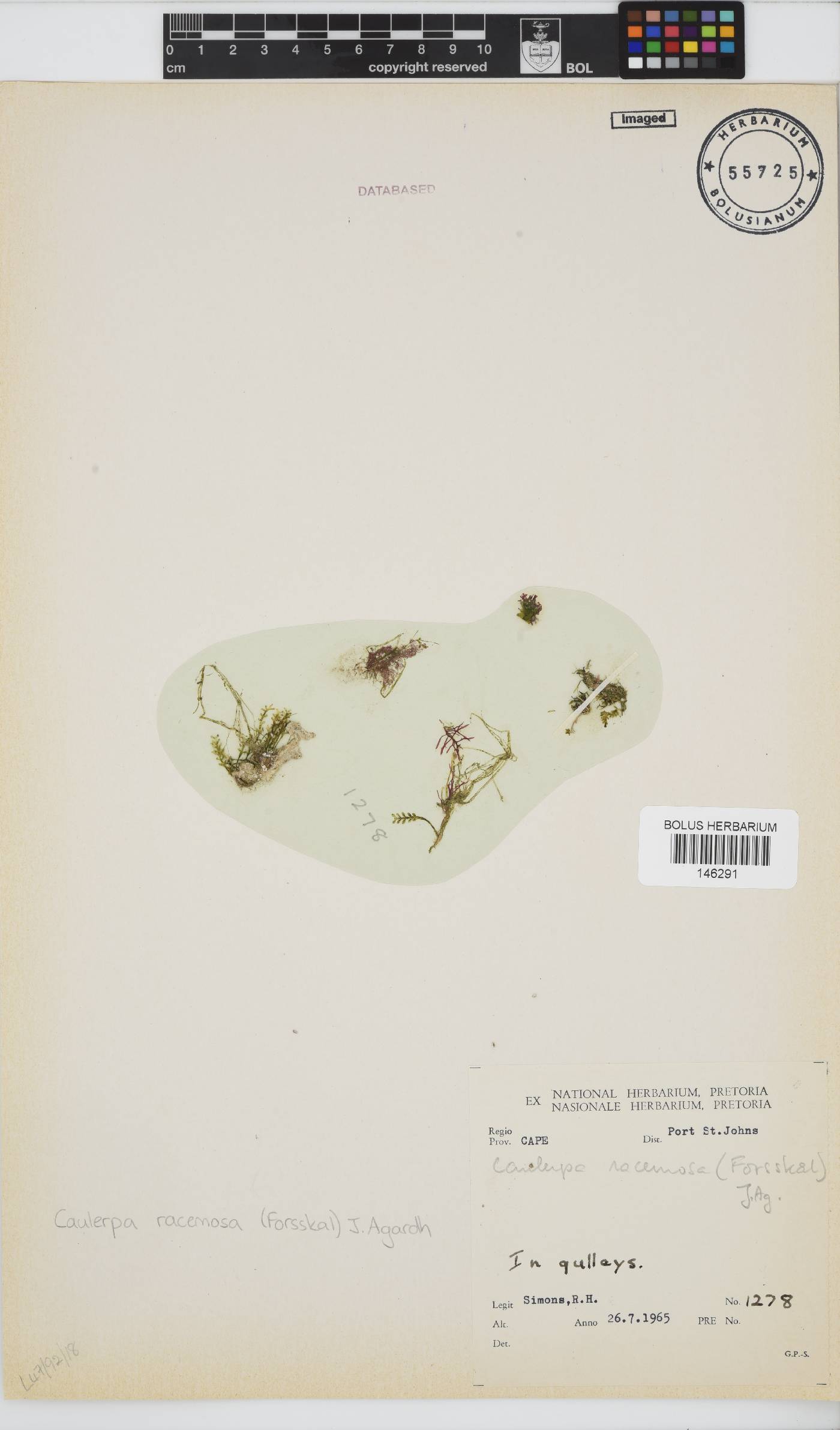 Caulerpa racemosa image