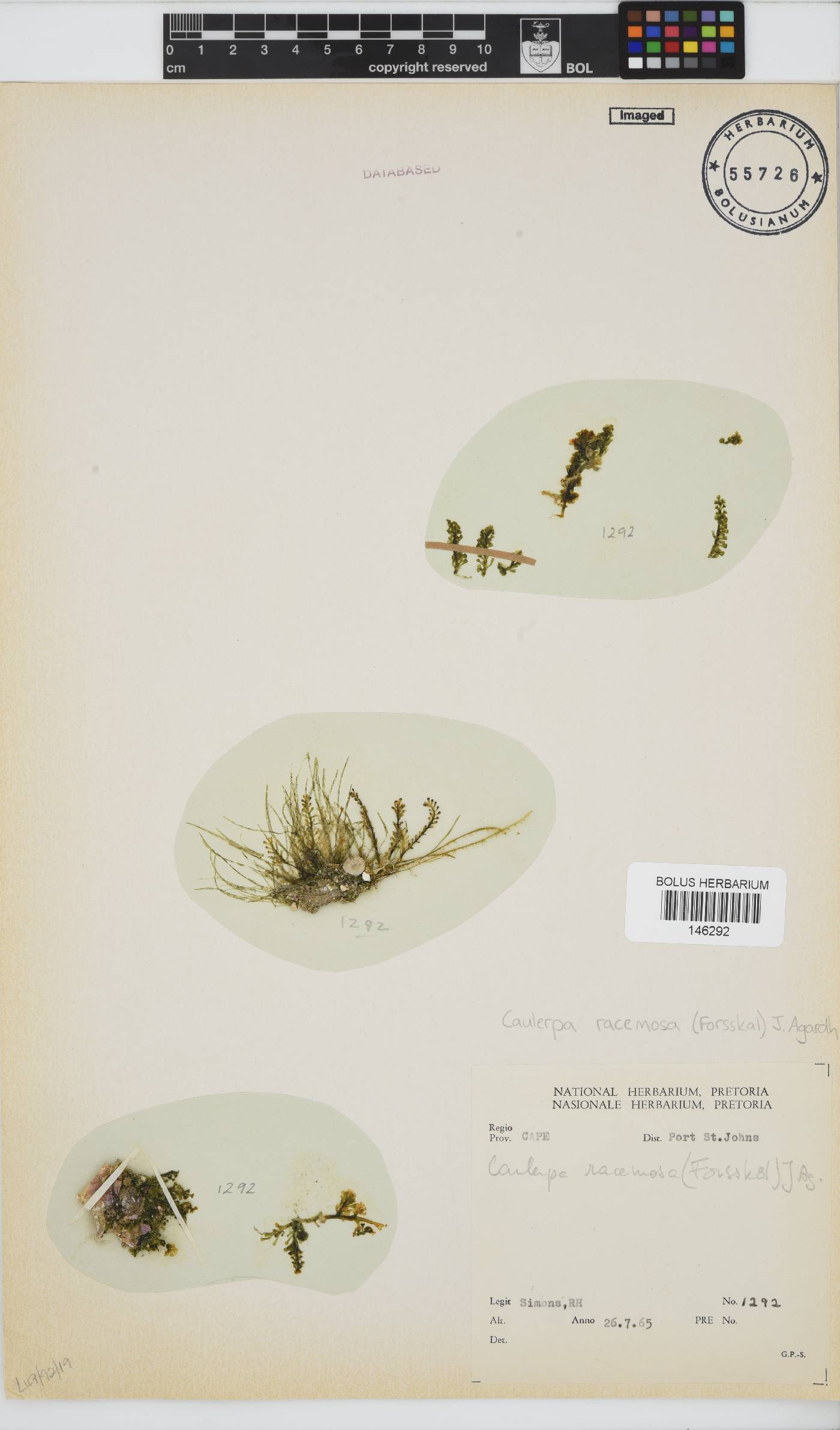 Caulerpa racemosa image