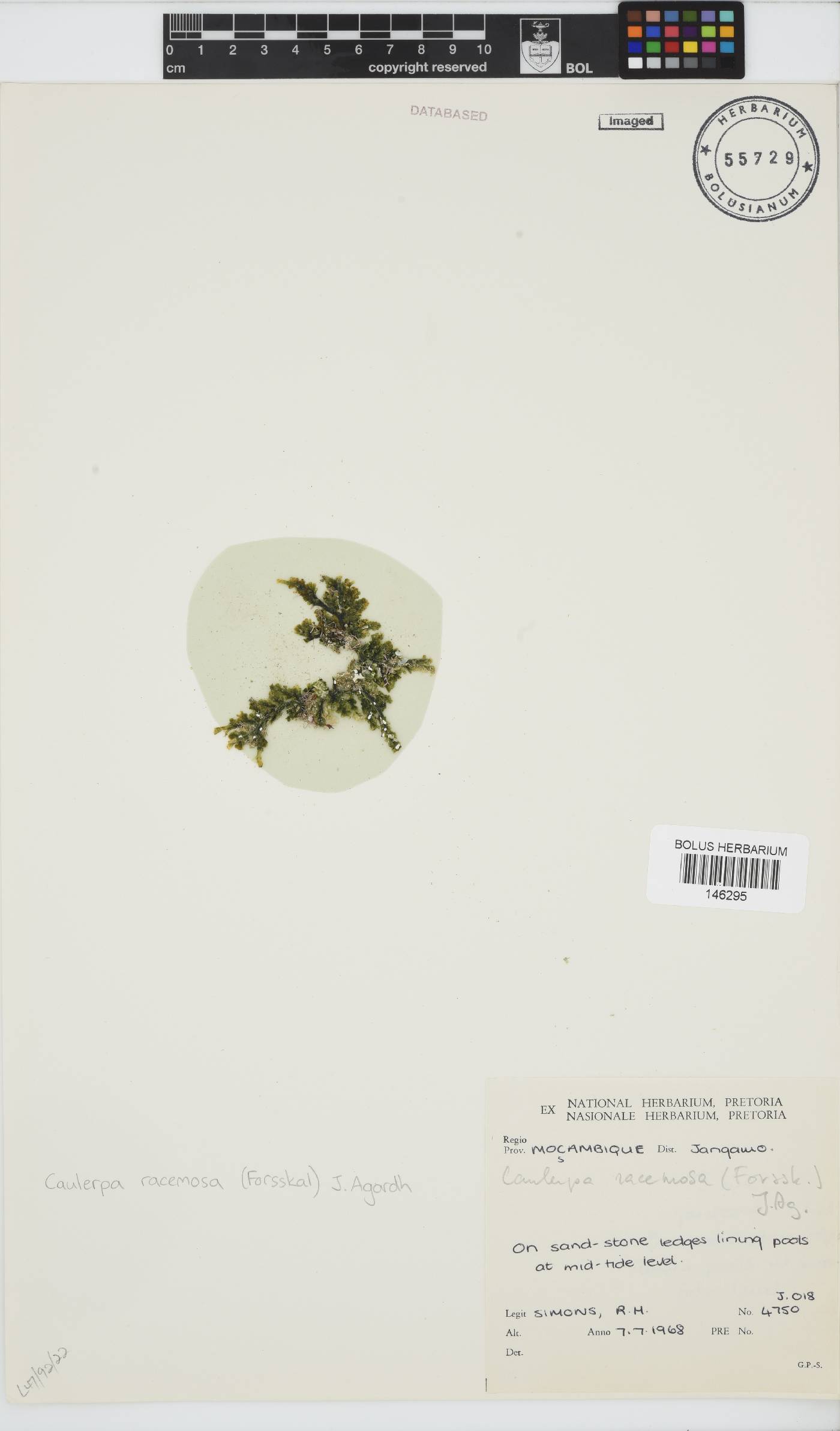 Caulerpa image