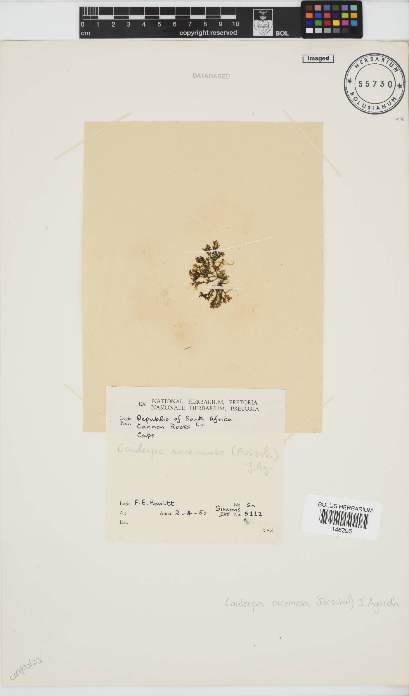 Caulerpa image