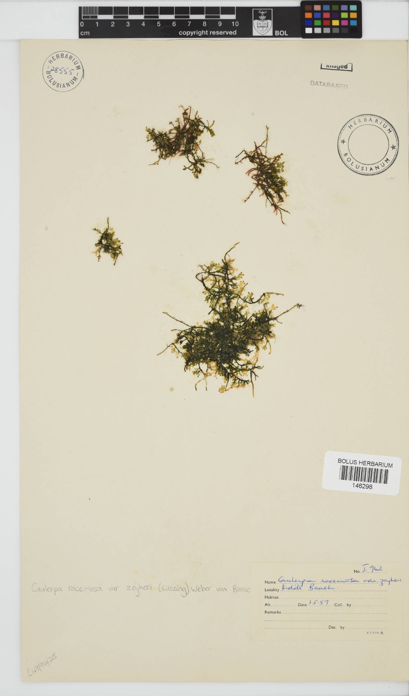 Caulerpa zeyheri image