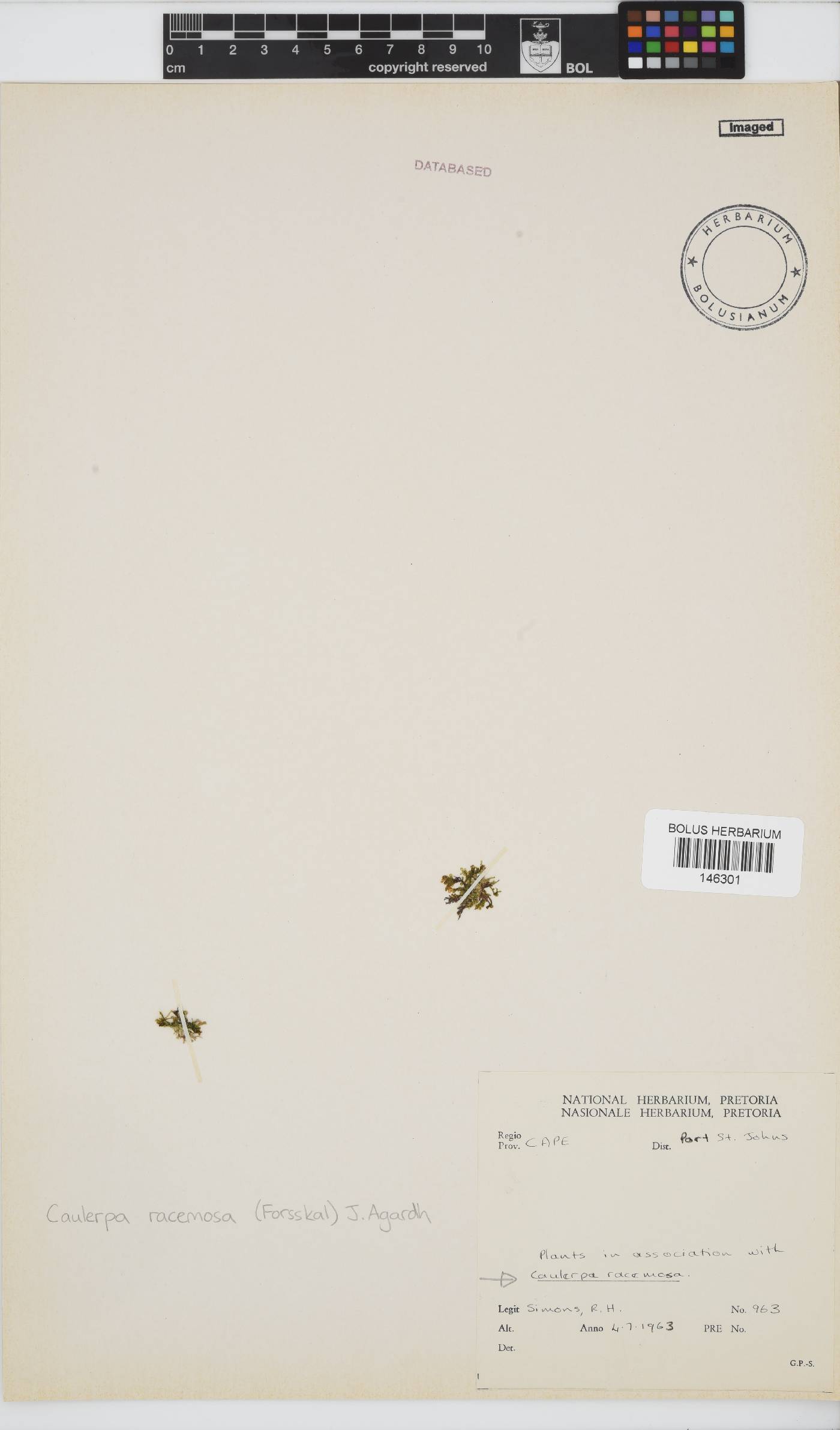 Caulerpaceae image