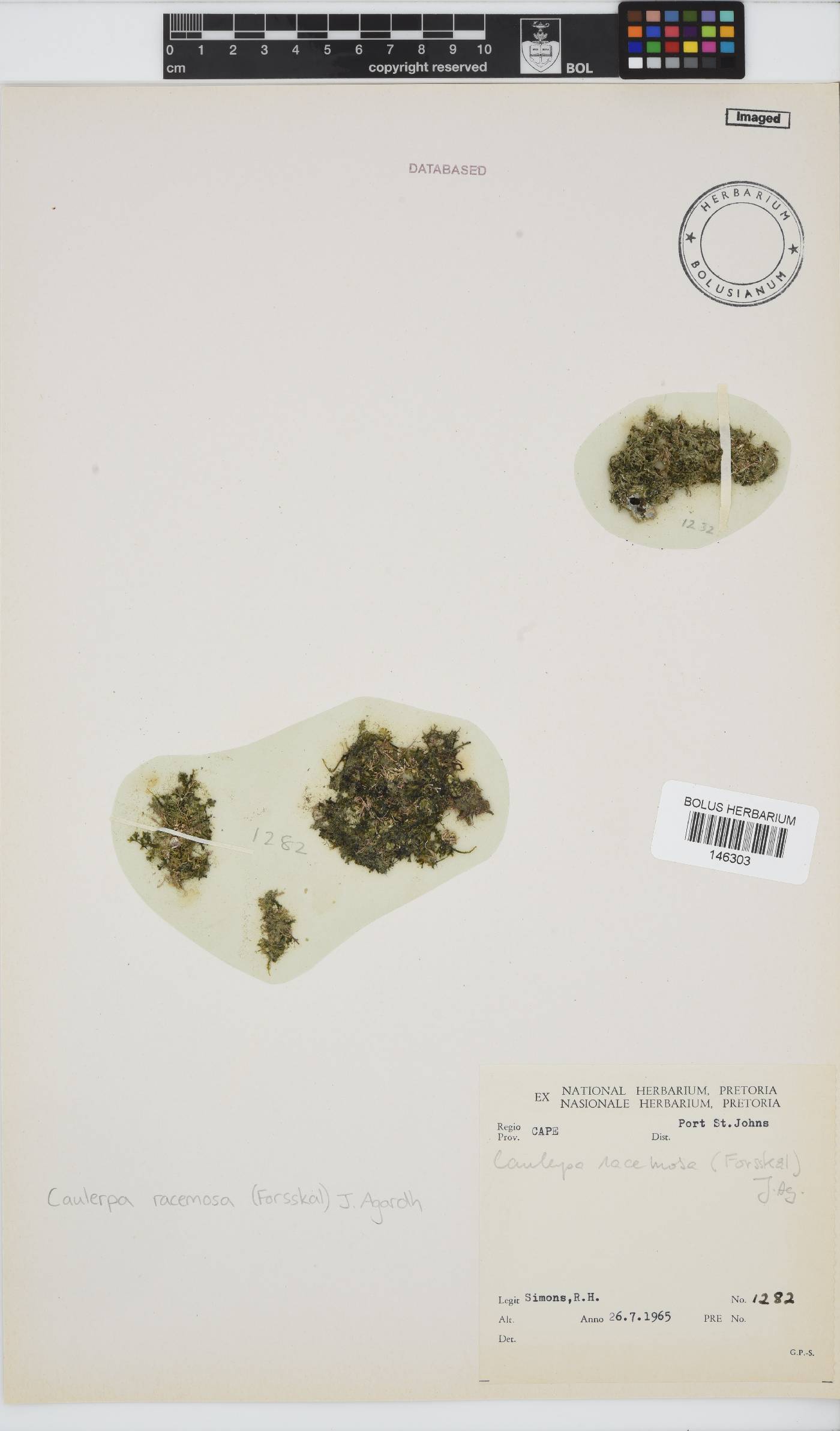 Caulerpa racemosa image