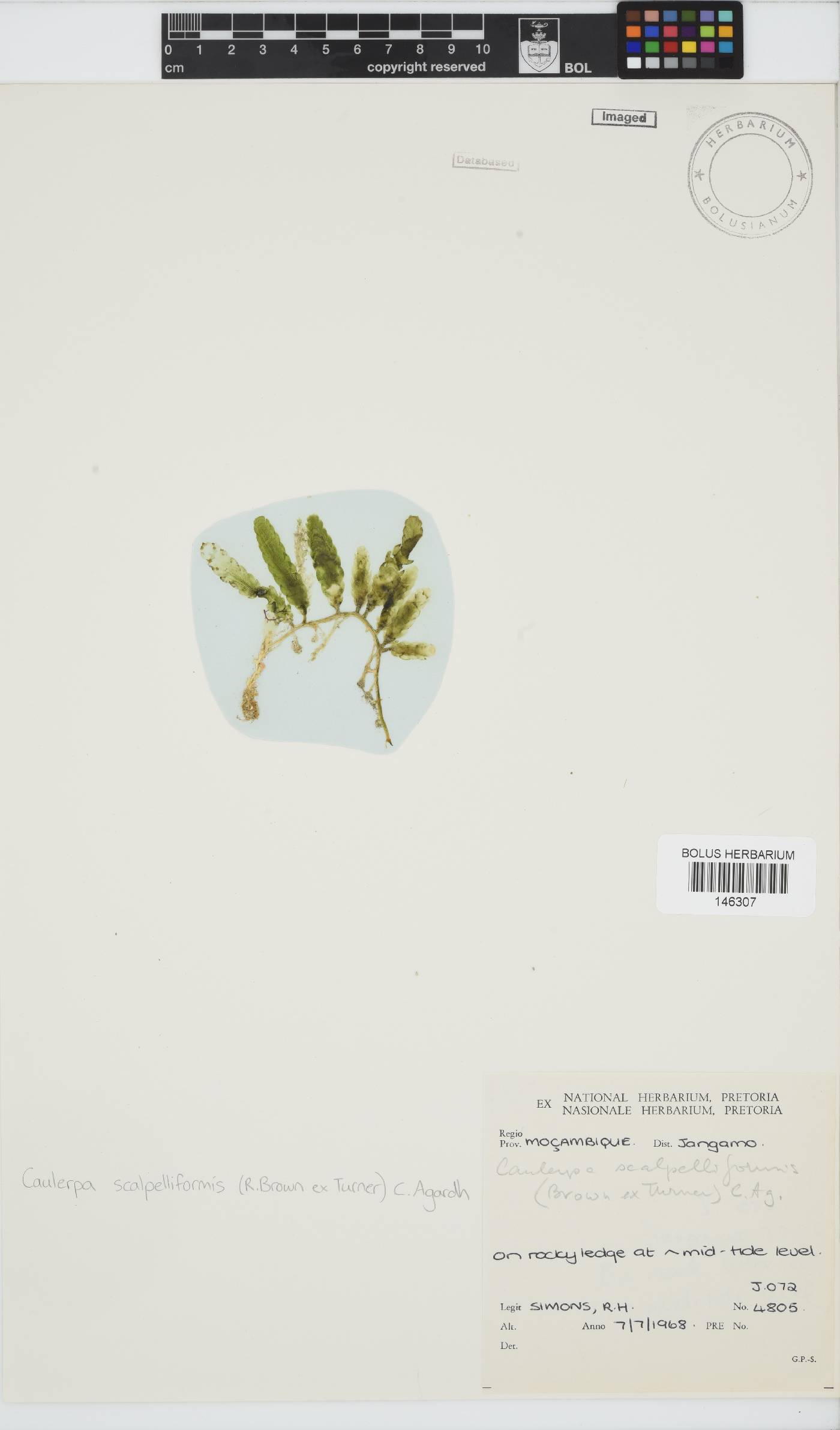 Caulerpa scalpelliformis image