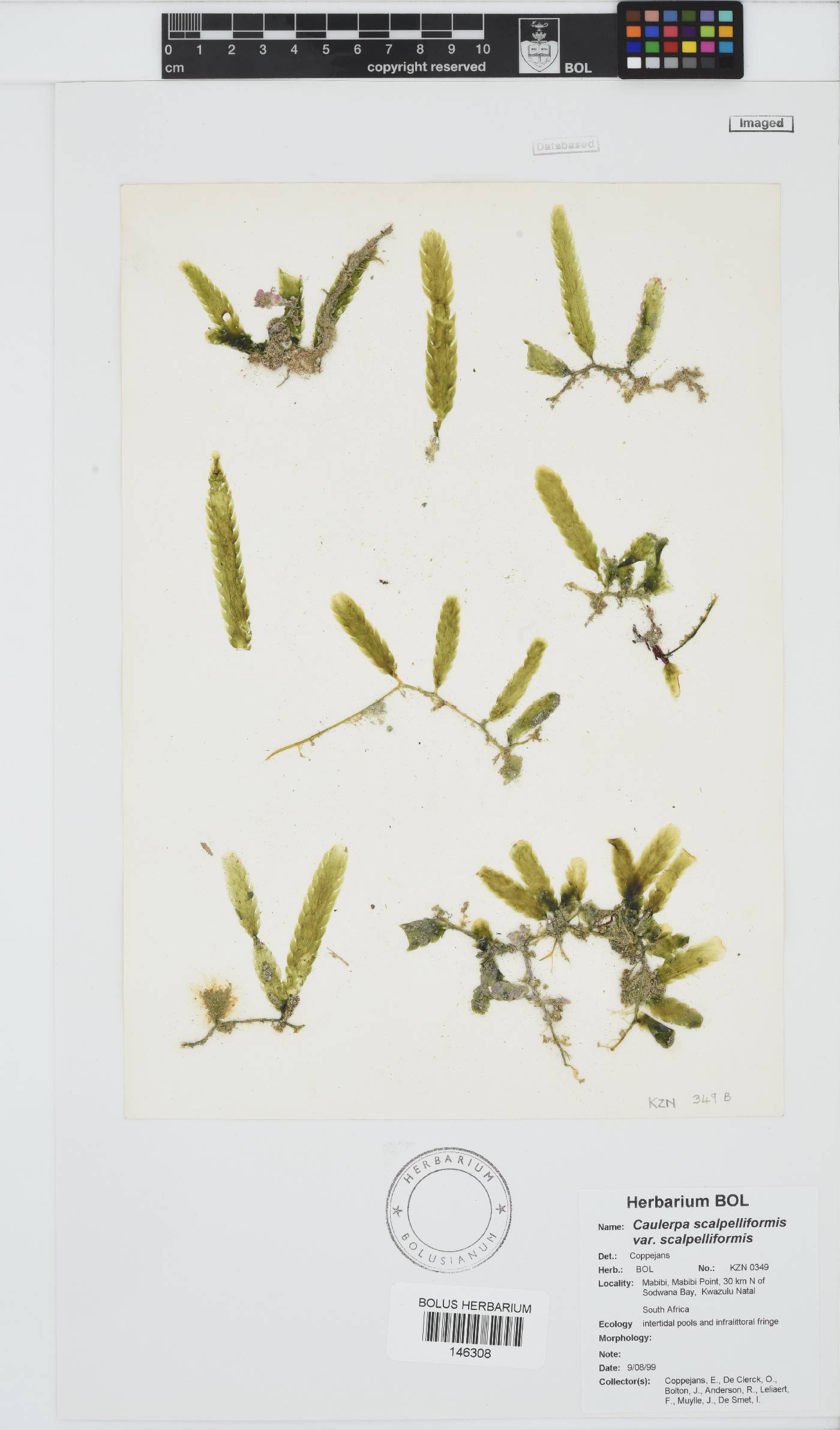 Caulerpa scalpelliformis var. scalpelliformis image