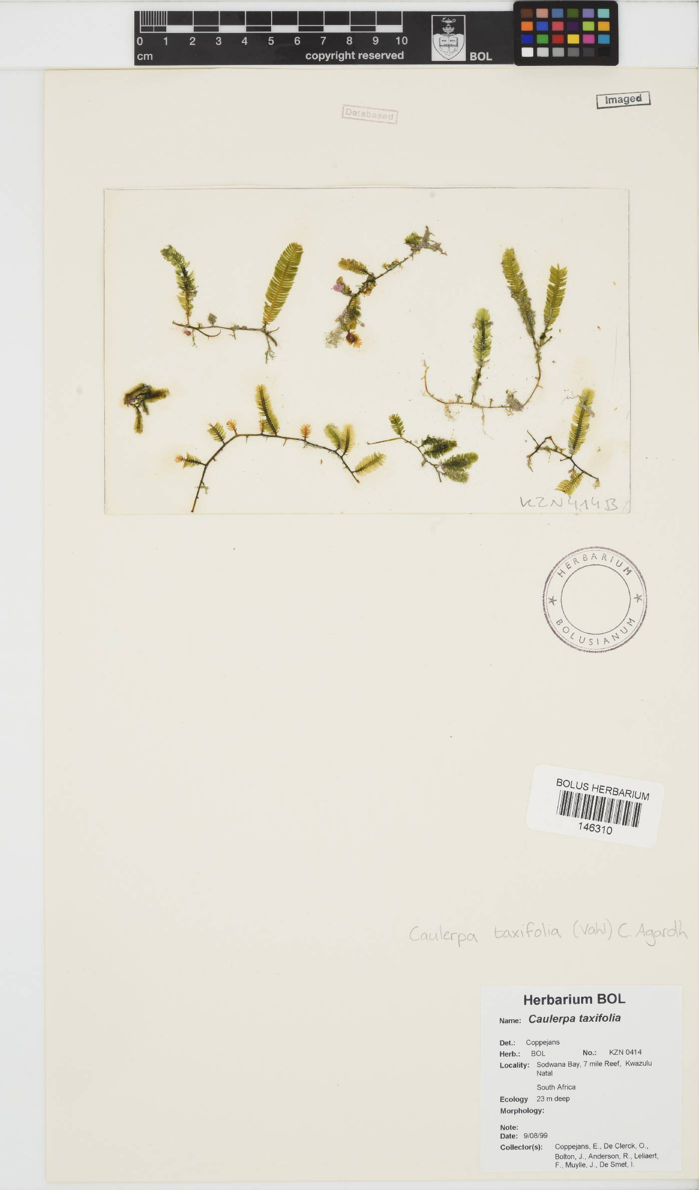 Caulerpa taxifolia image